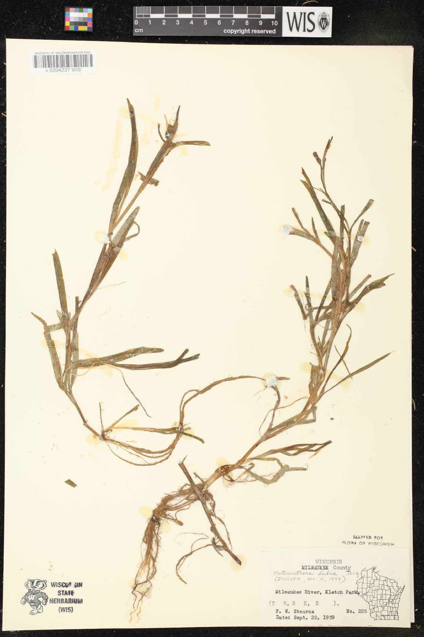 Heteranthera dubia image