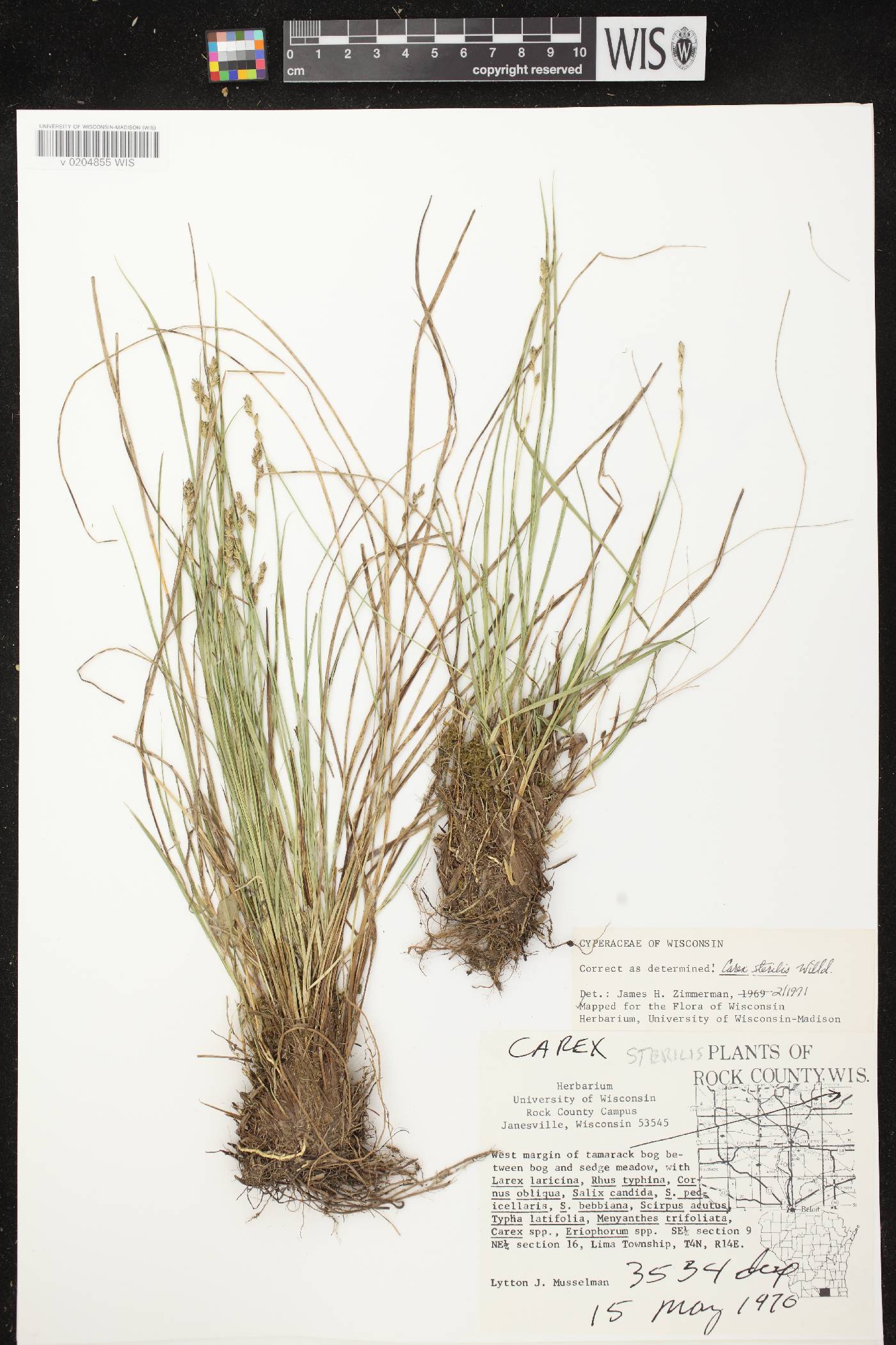 Carex sterilis image
