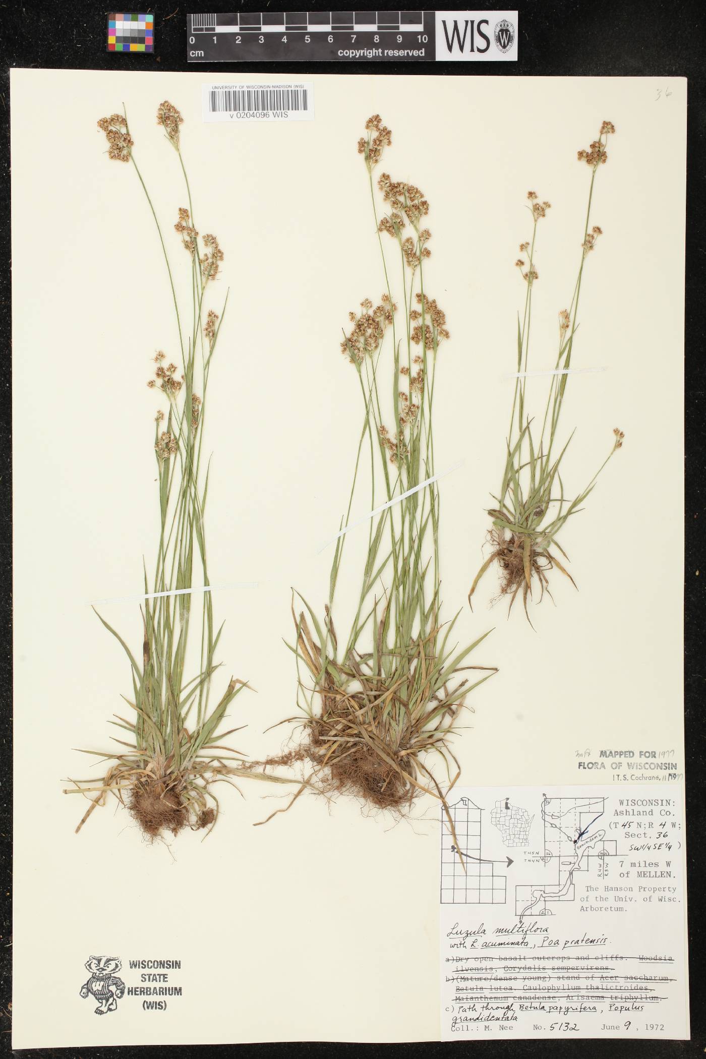 Luzula multiflora image