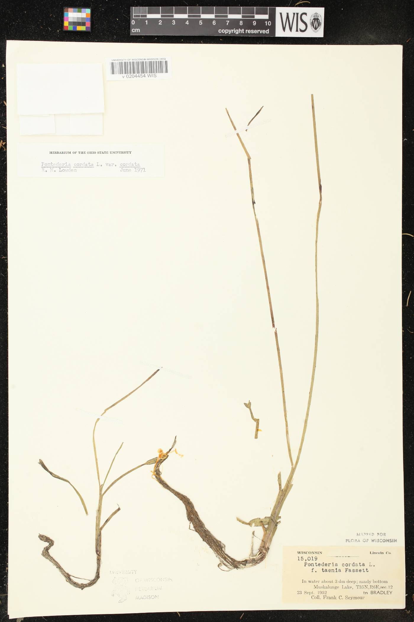 Pontederia cordata image