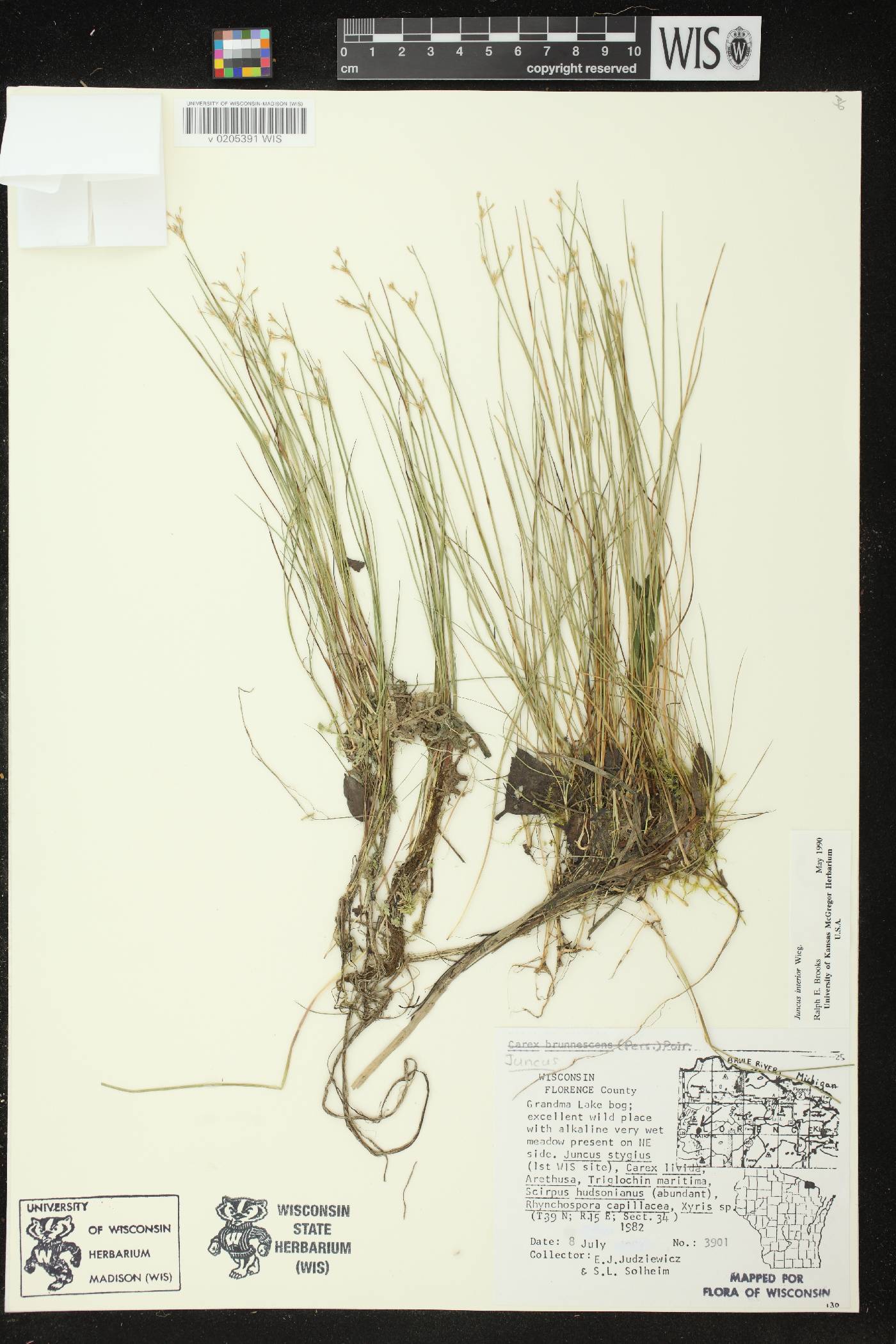 Juncus interior image