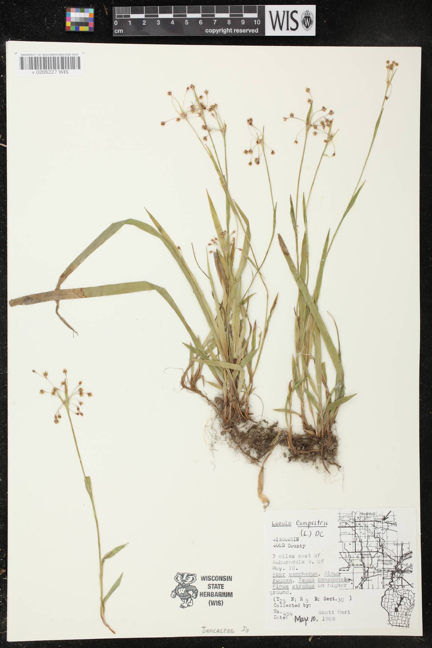 Luzula acuminata image