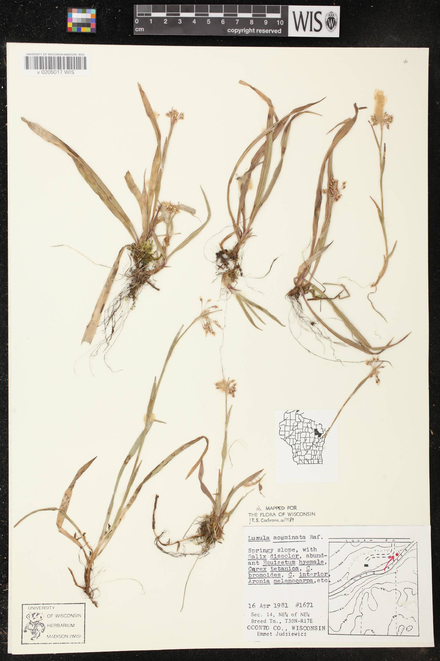 Luzula acuminata image