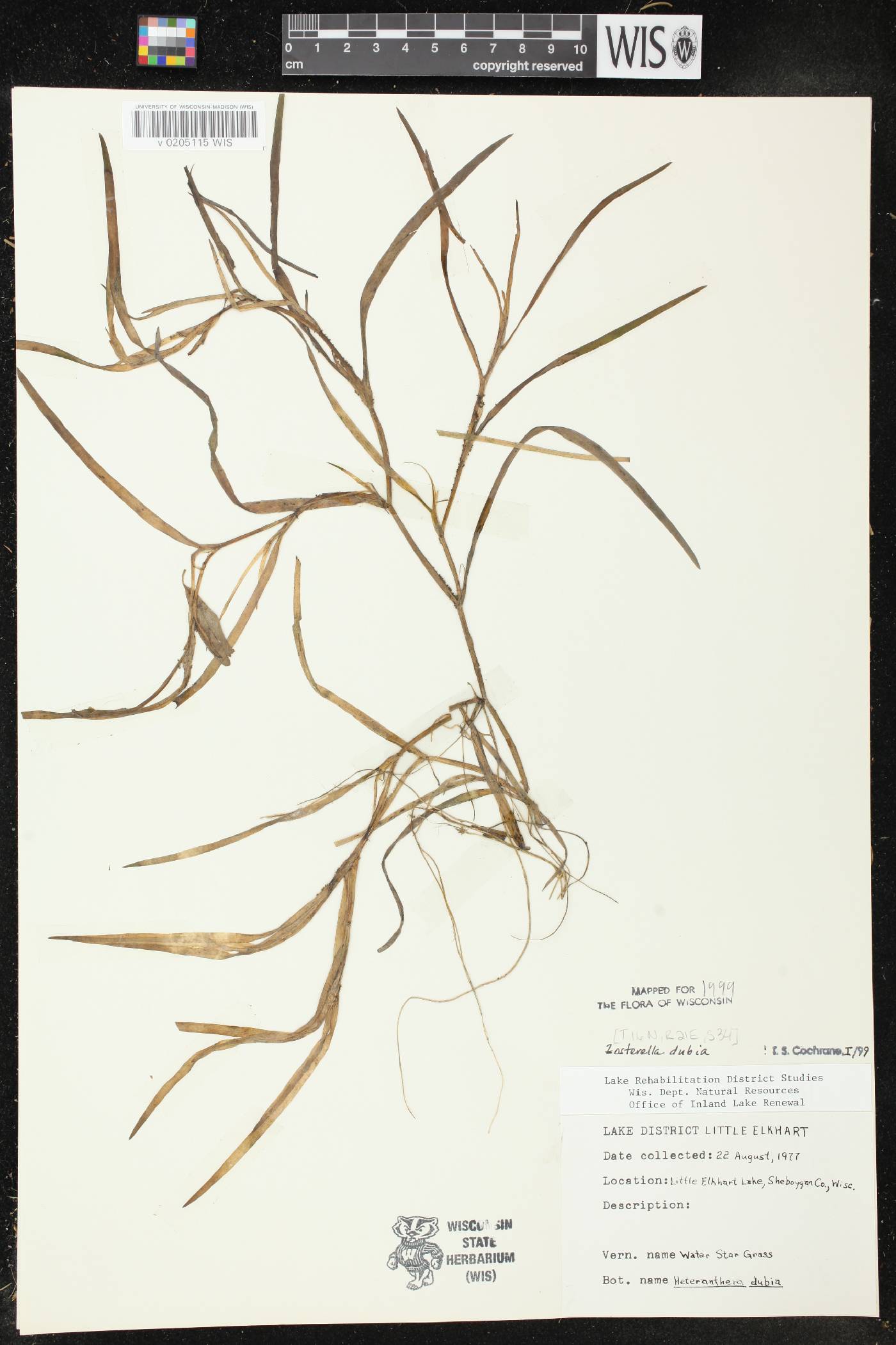 Heteranthera dubia image