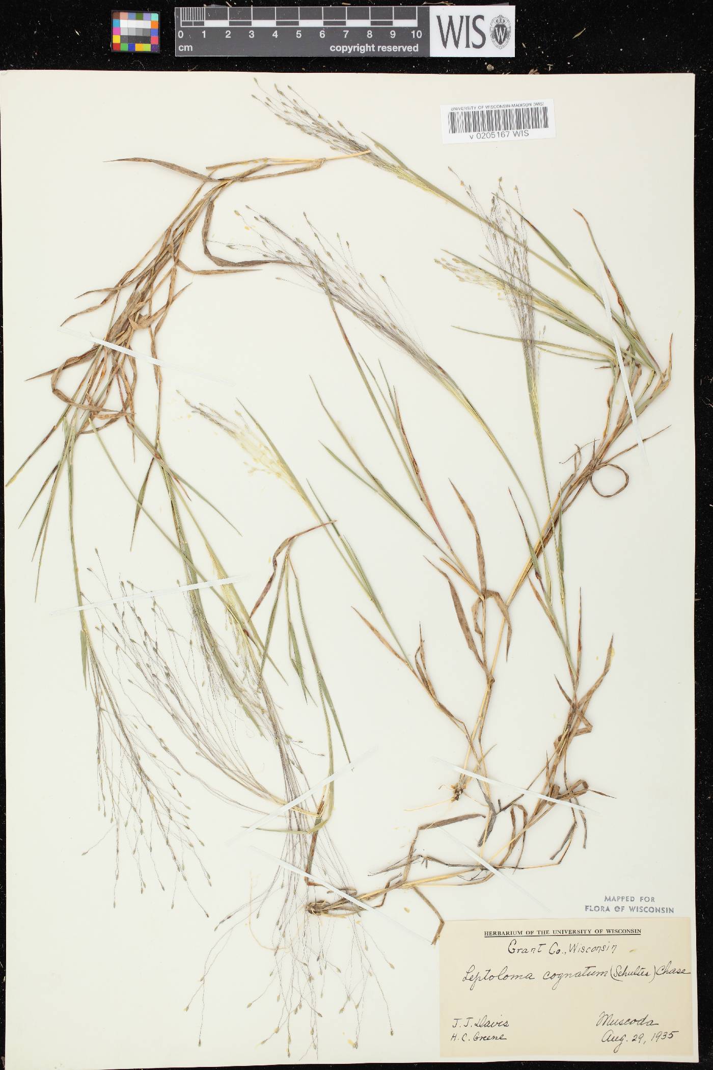 Digitaria cognata image
