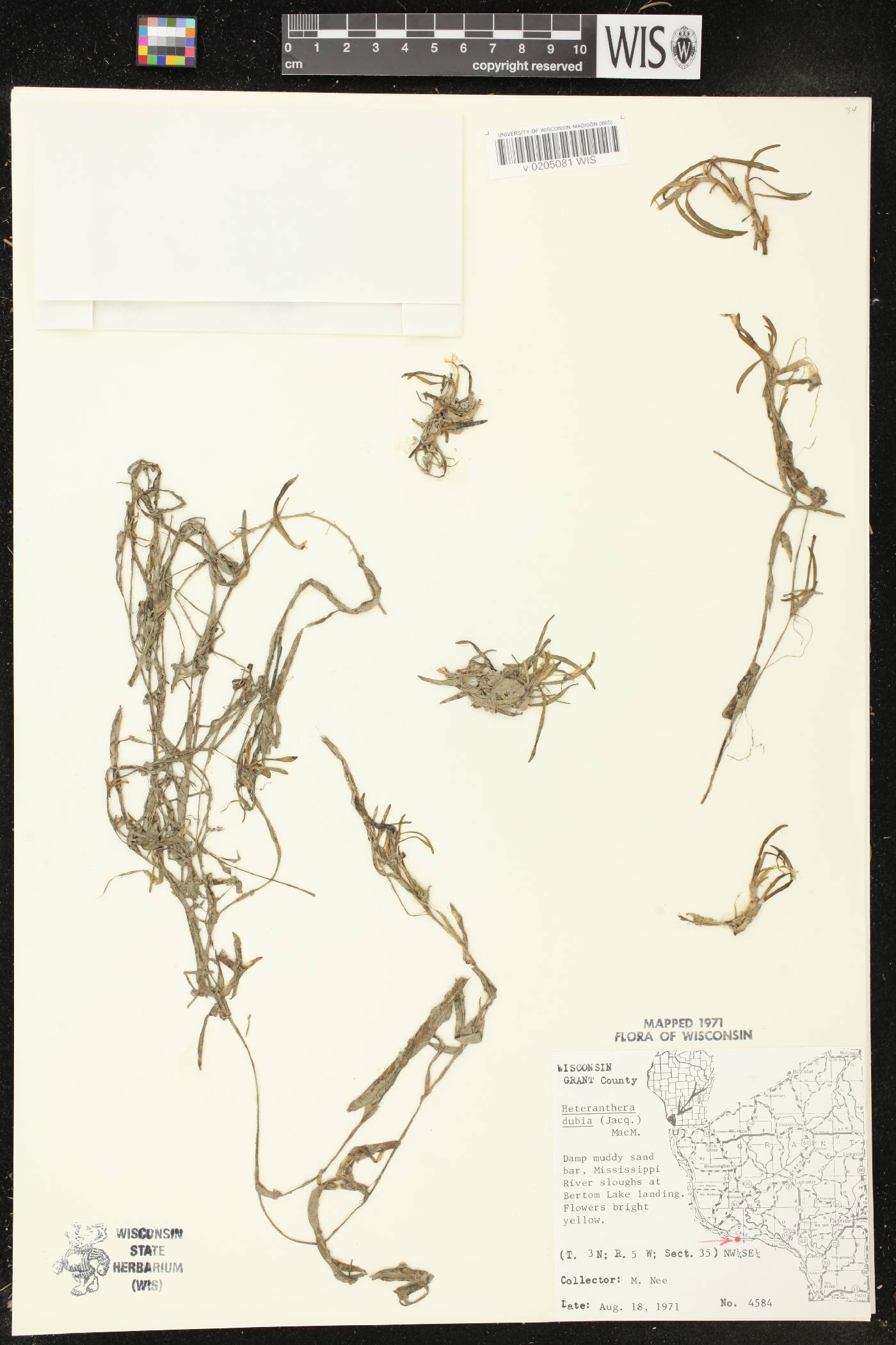 Heteranthera dubia image