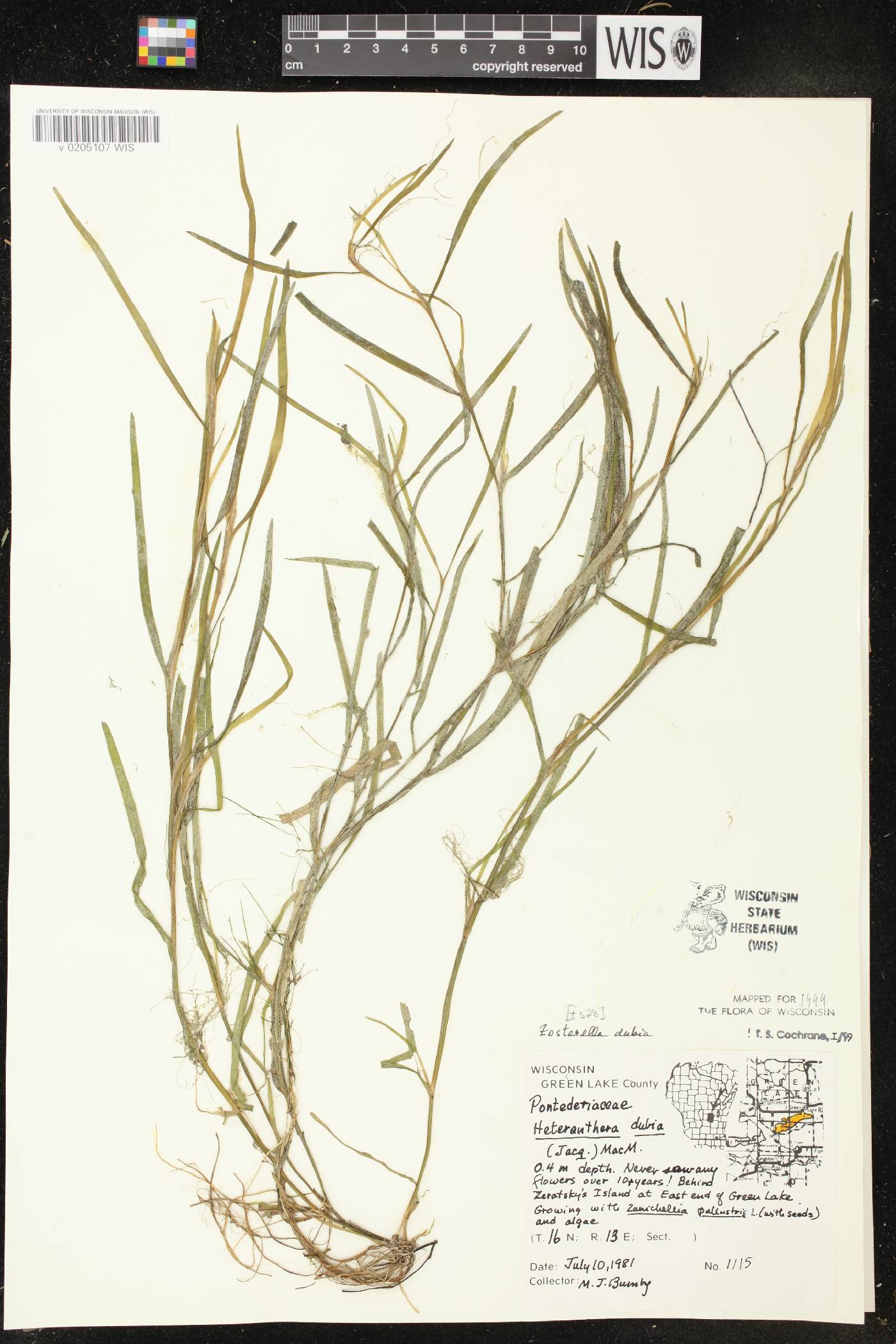 Heteranthera dubia image