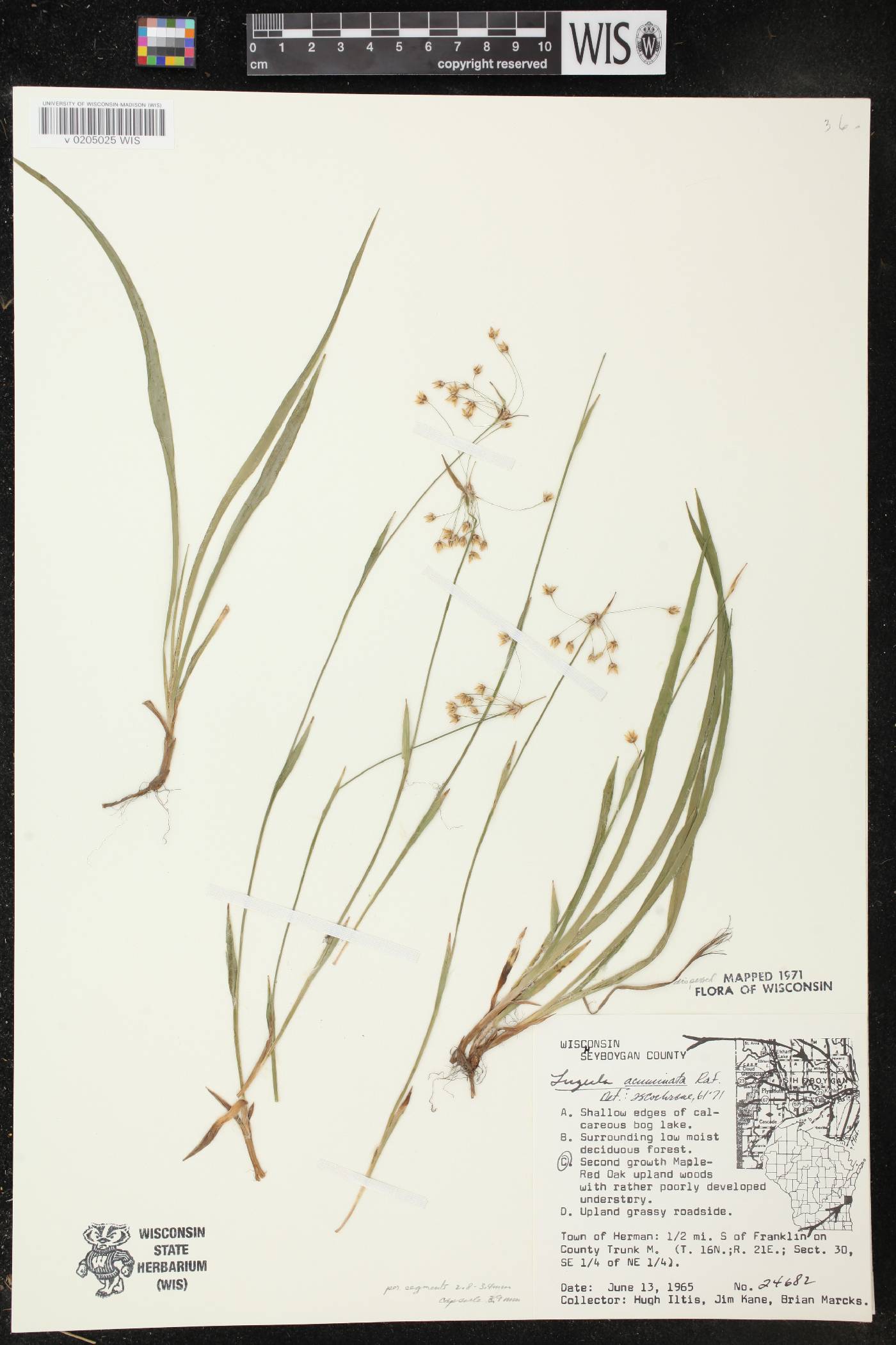 Luzula acuminata image