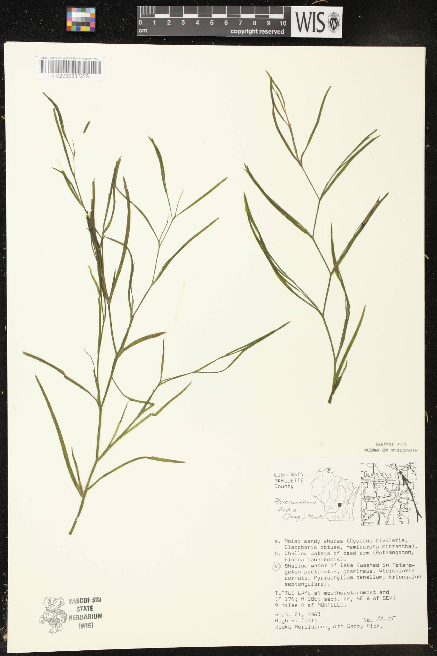 Heteranthera dubia image