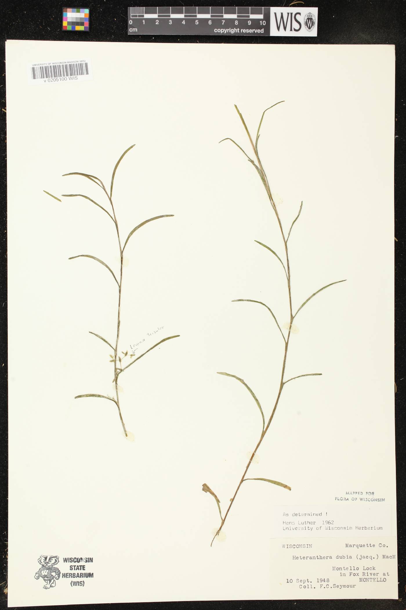 Heteranthera dubia image