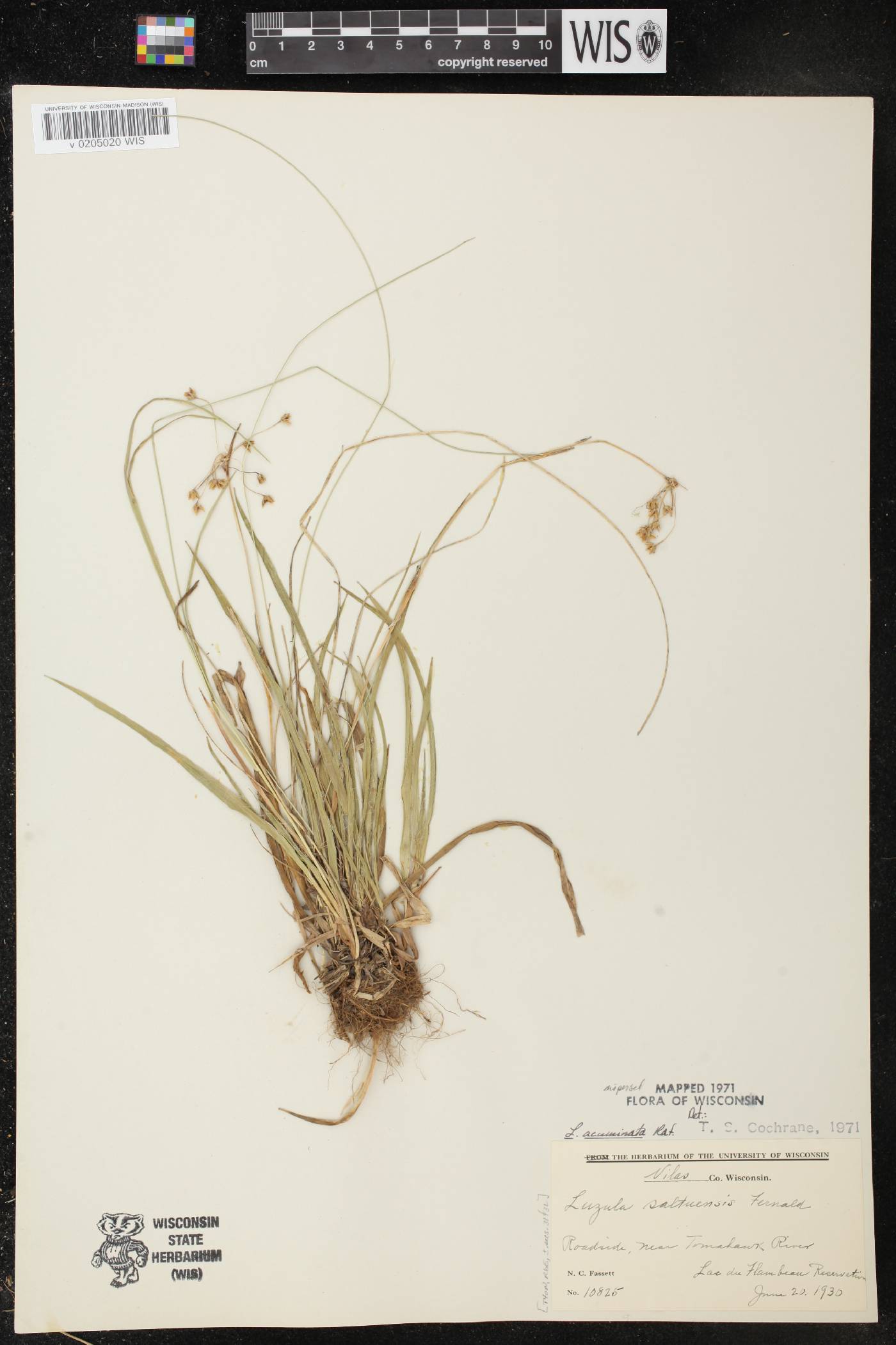 Luzula acuminata image