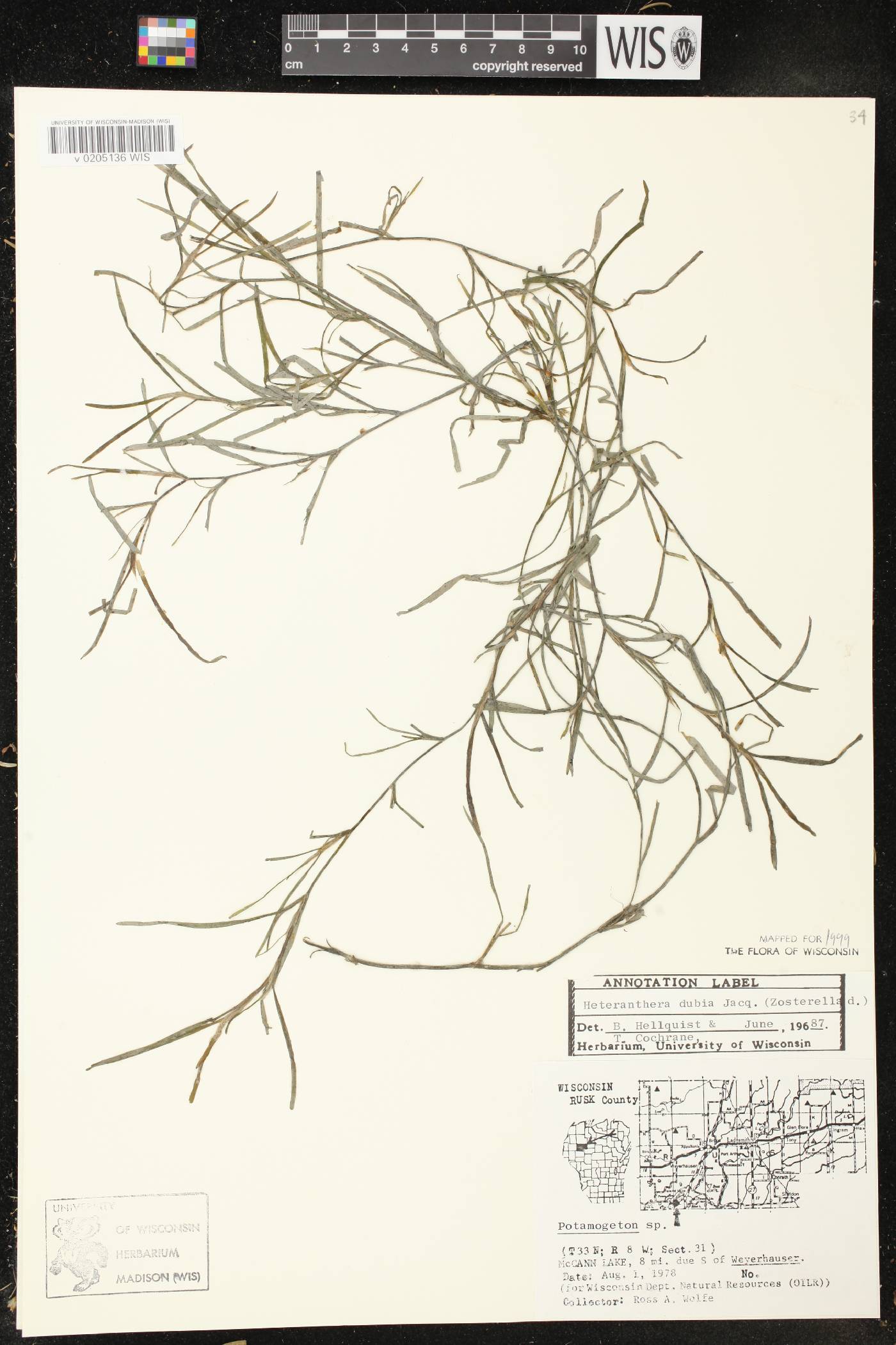 Heteranthera dubia image
