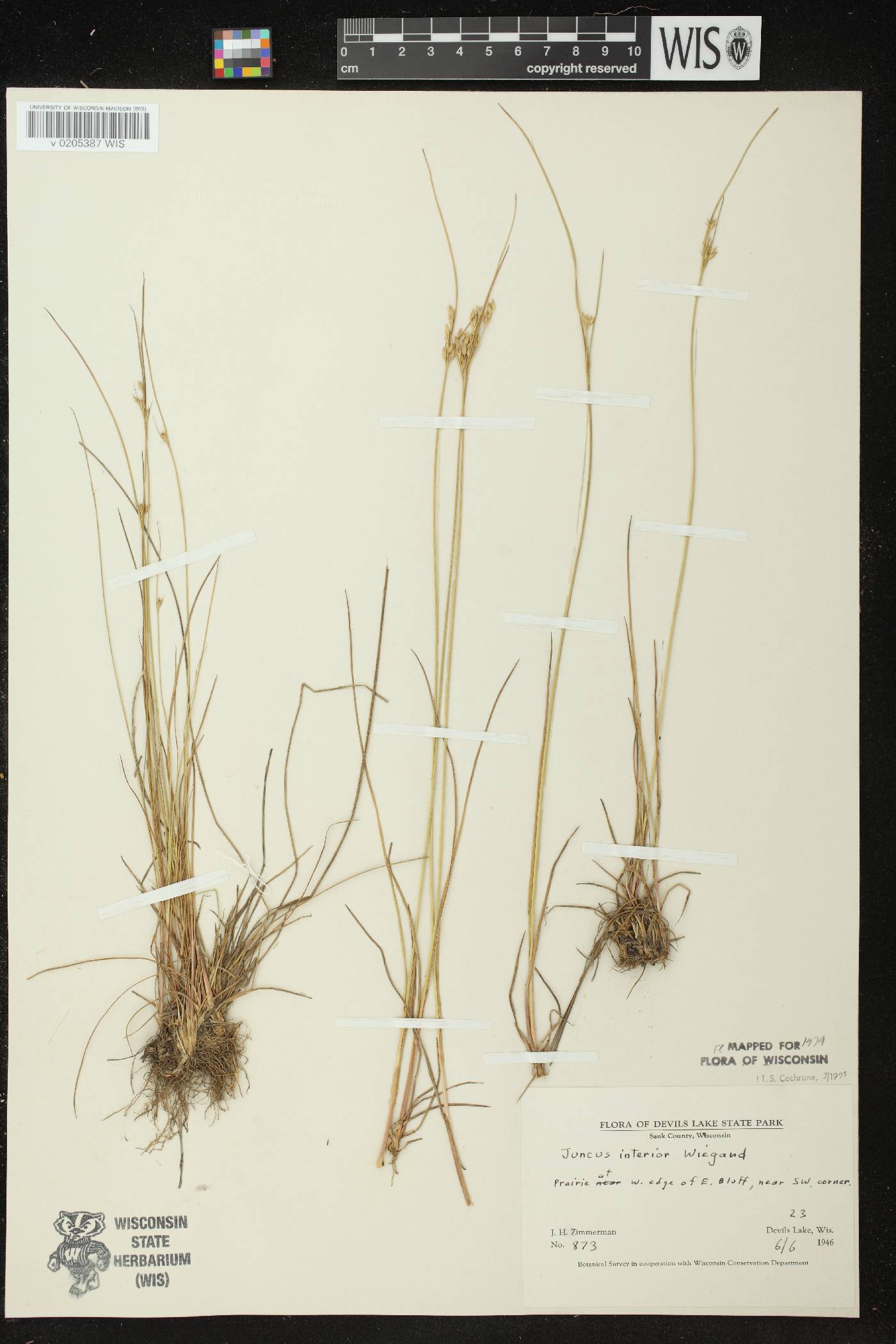 Juncus interior image