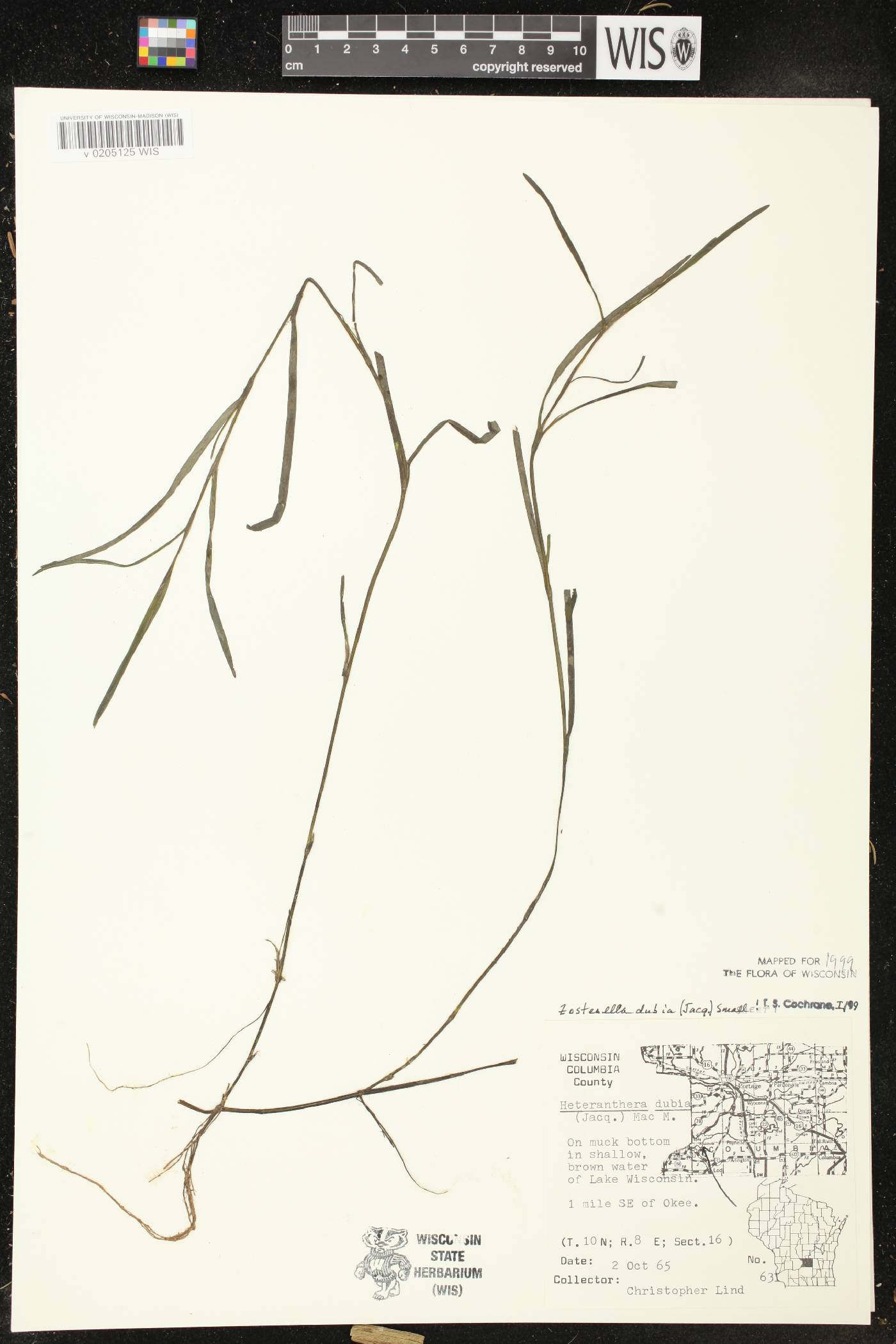 Heteranthera dubia image