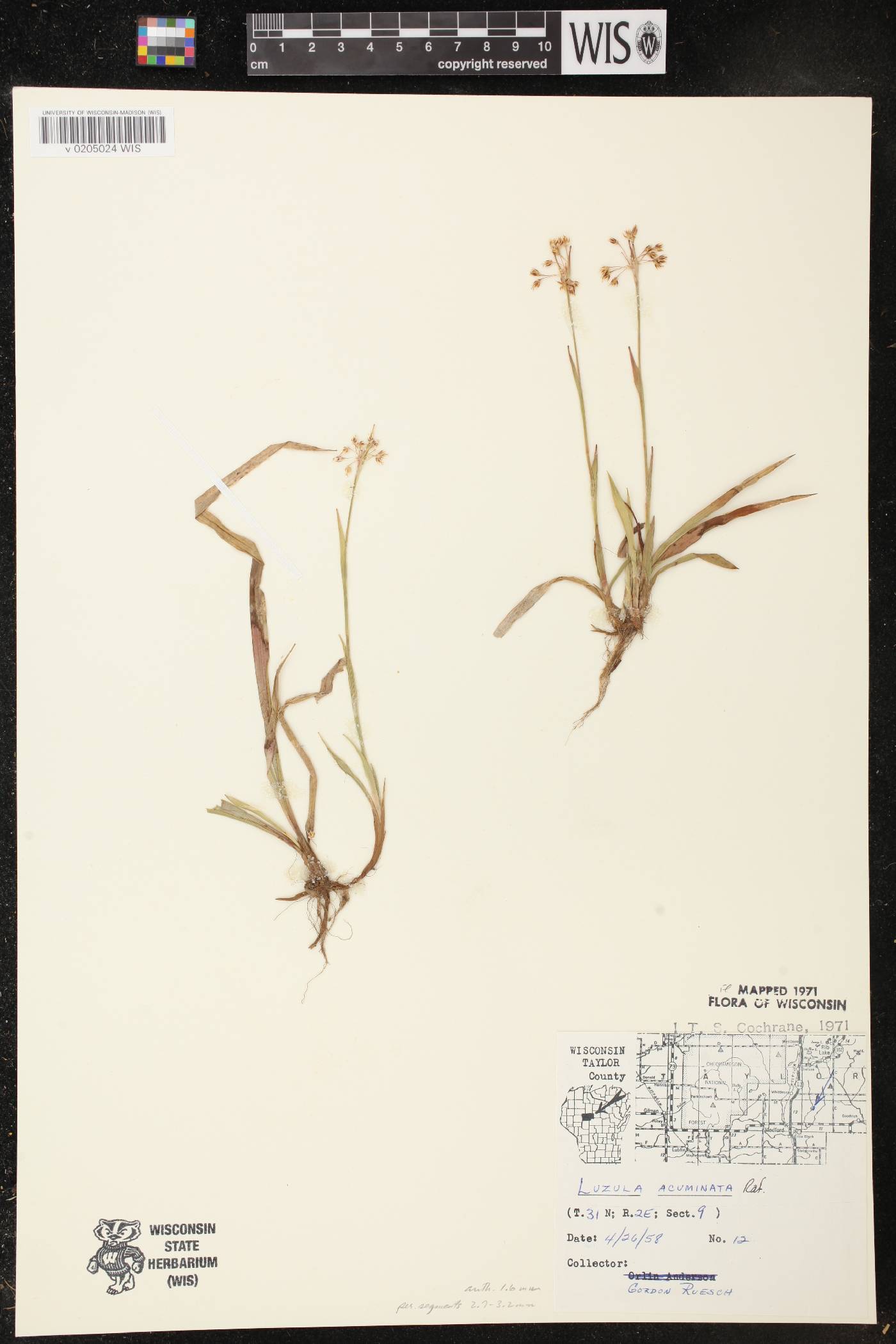Luzula acuminata image