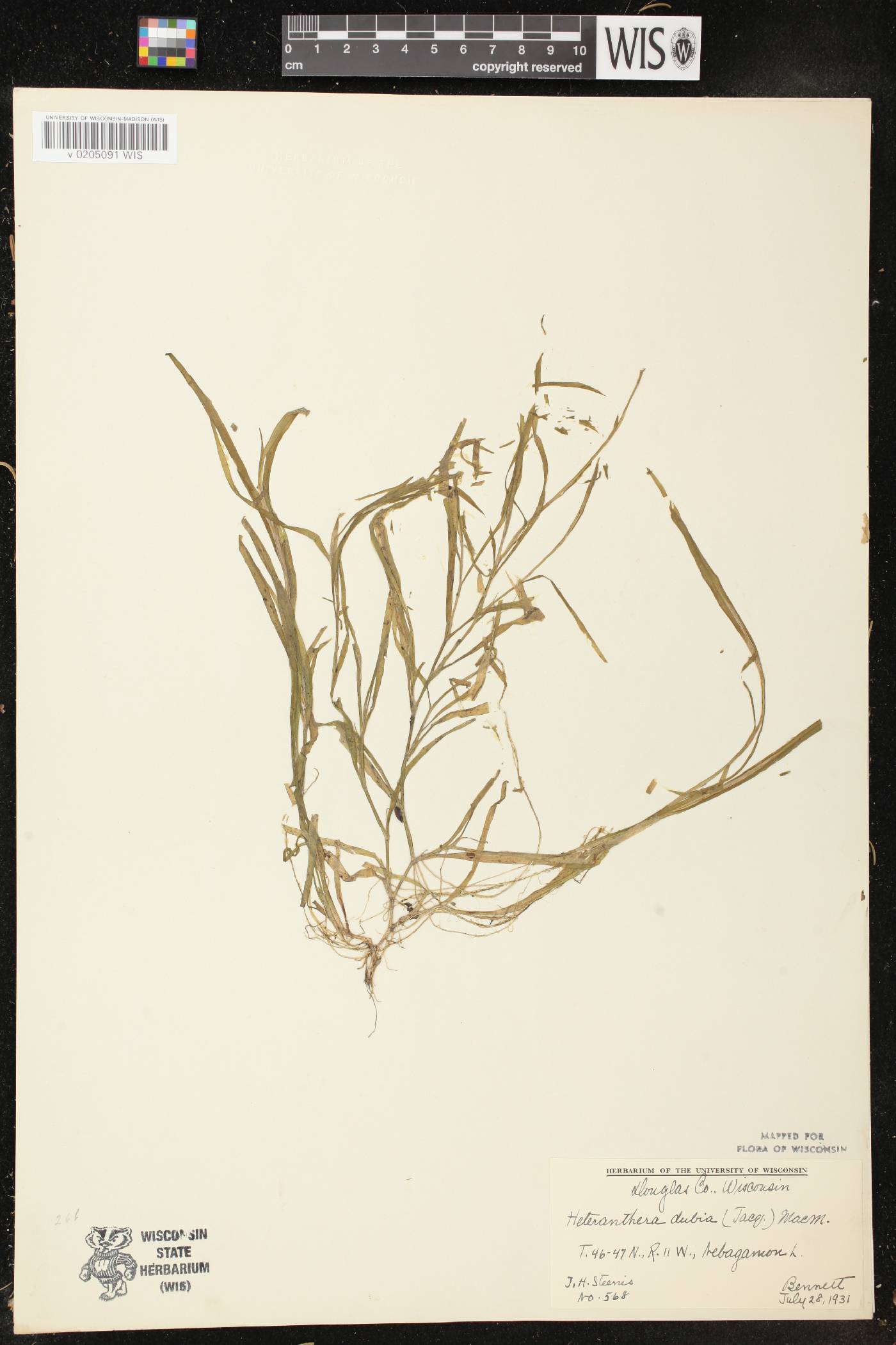 Heteranthera dubia image