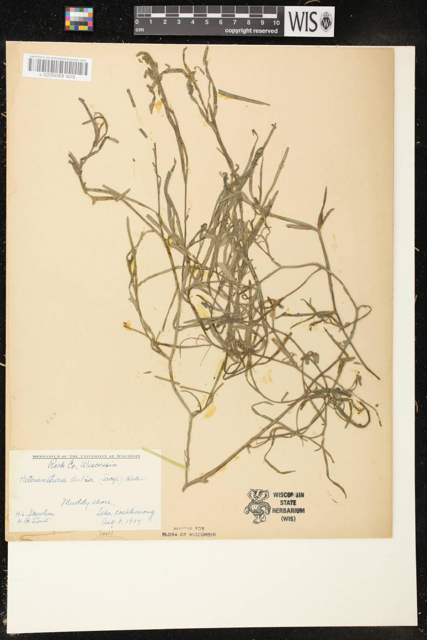 Heteranthera dubia image