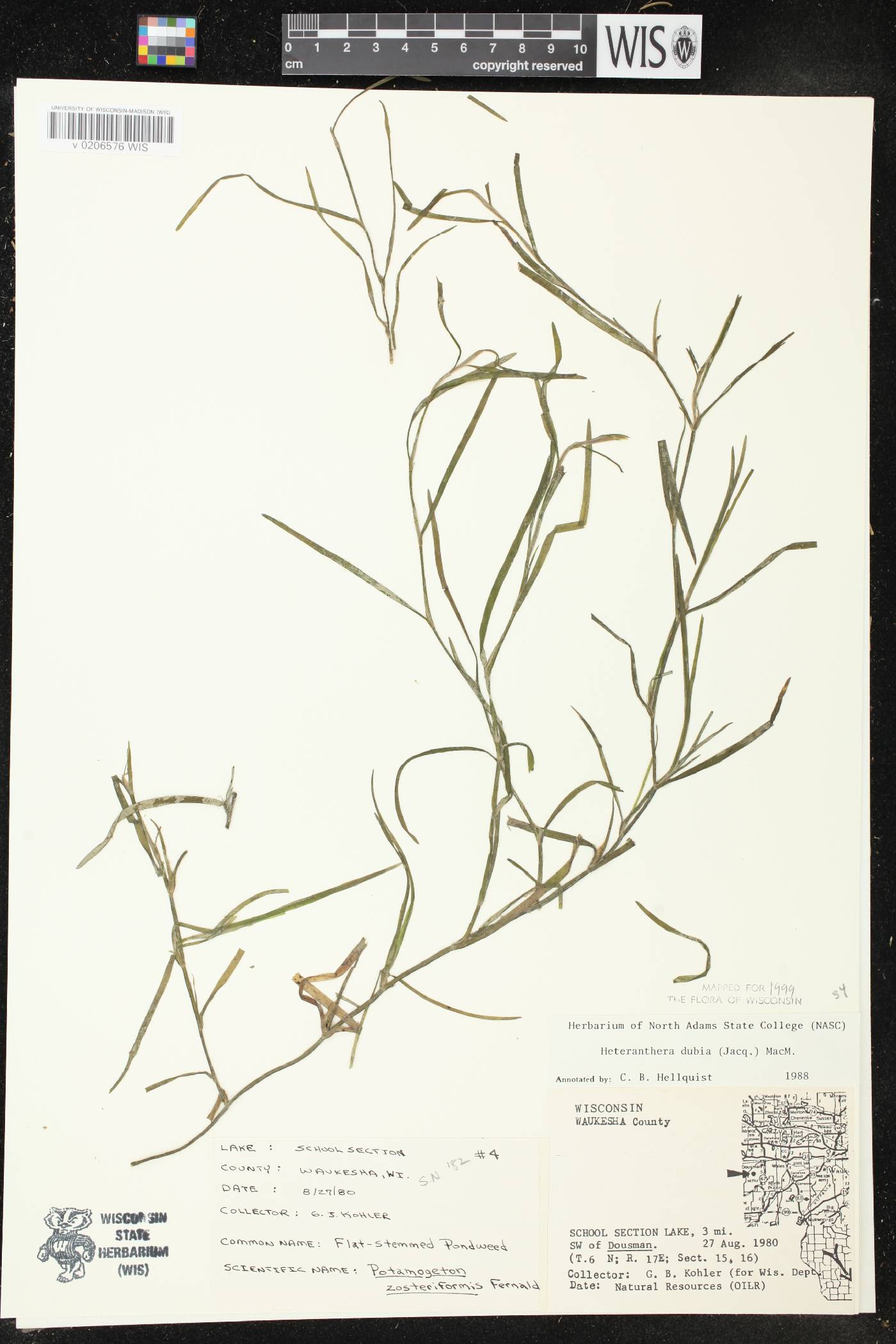 Heteranthera dubia image