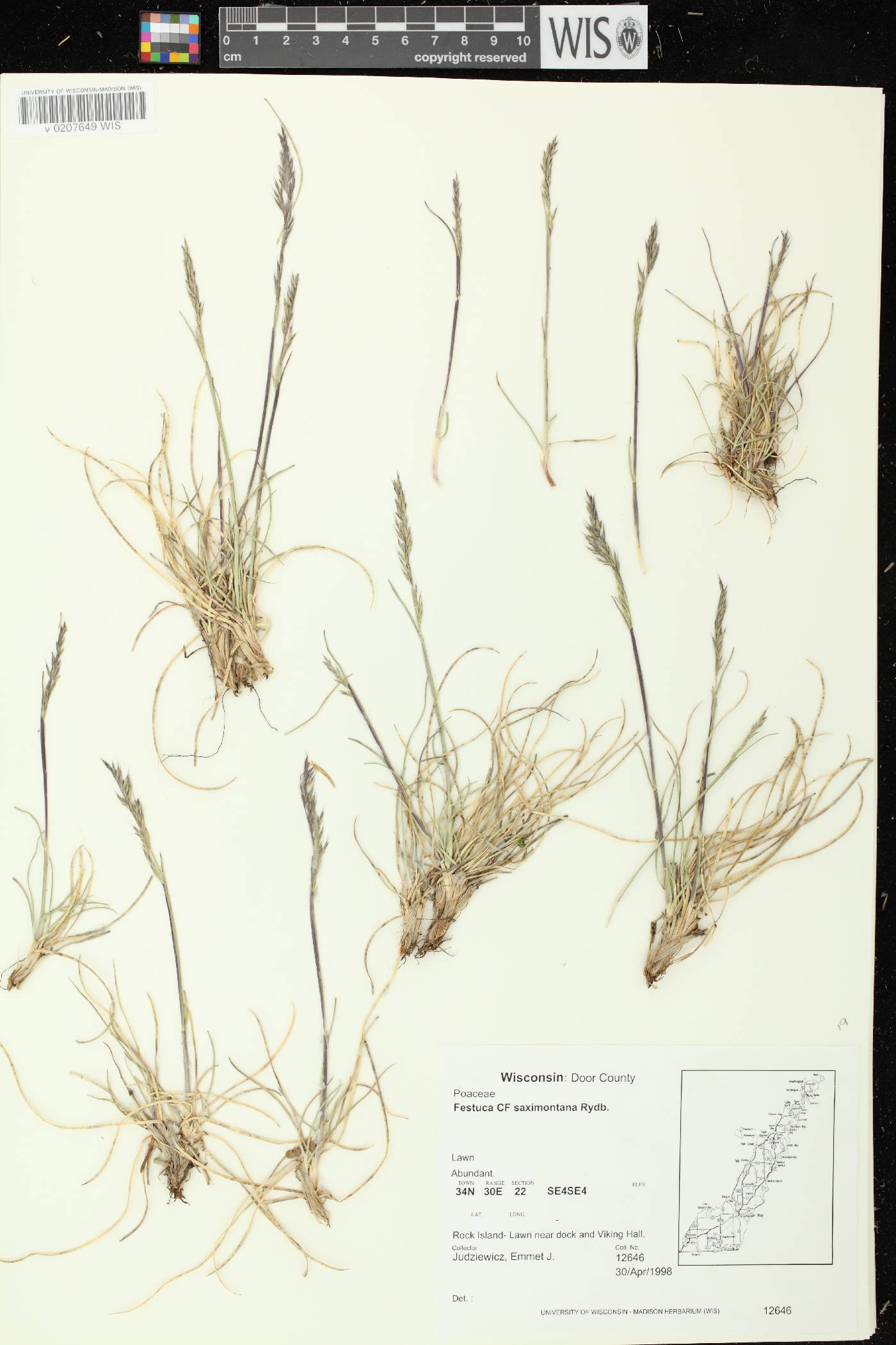 Festuca saximontana subsp. saximontana image