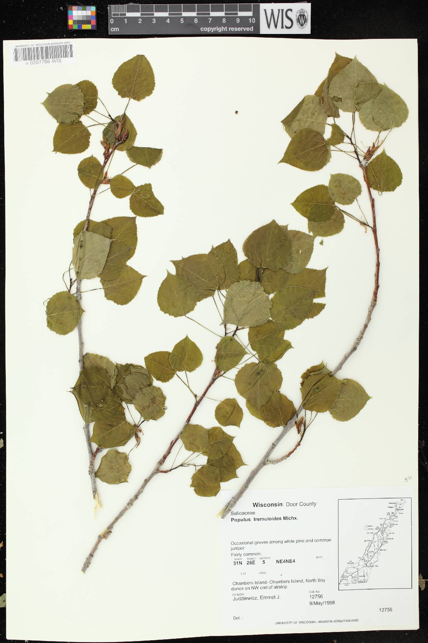 Populus tremuloides image