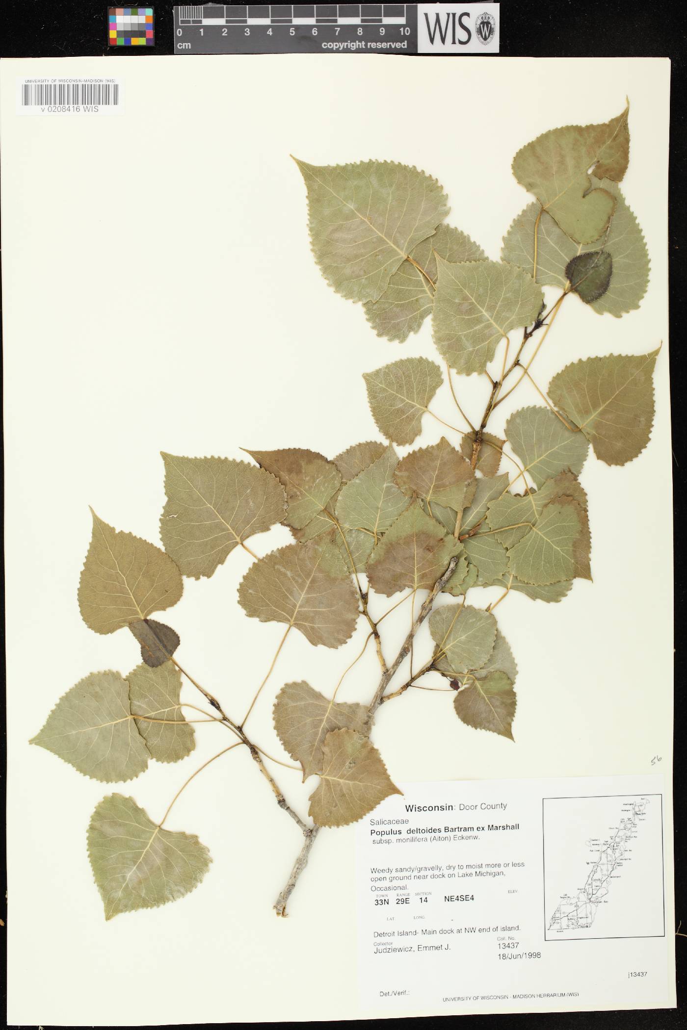 Populus deltoides subsp. monilifera image