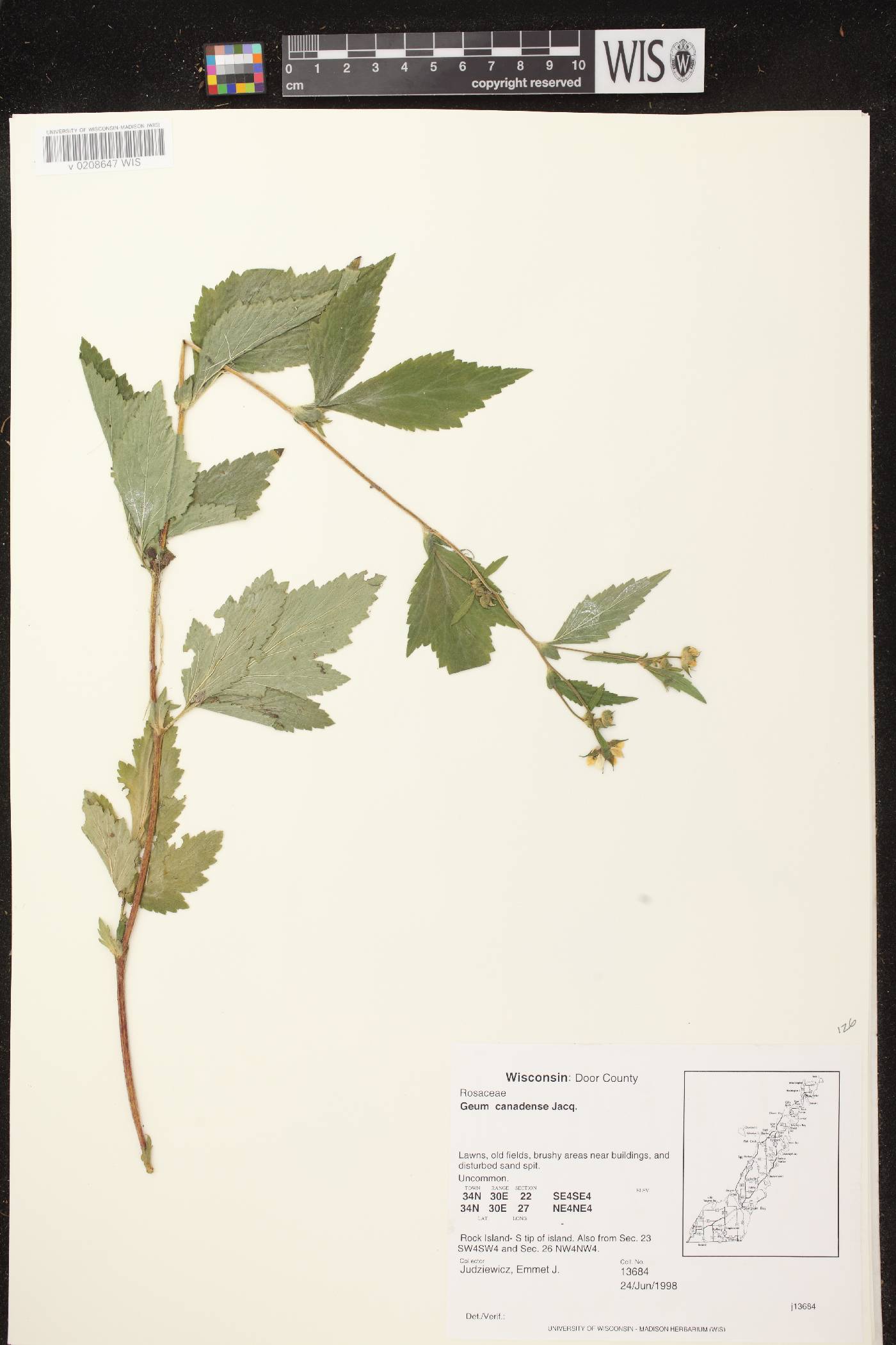 Geum canadense image