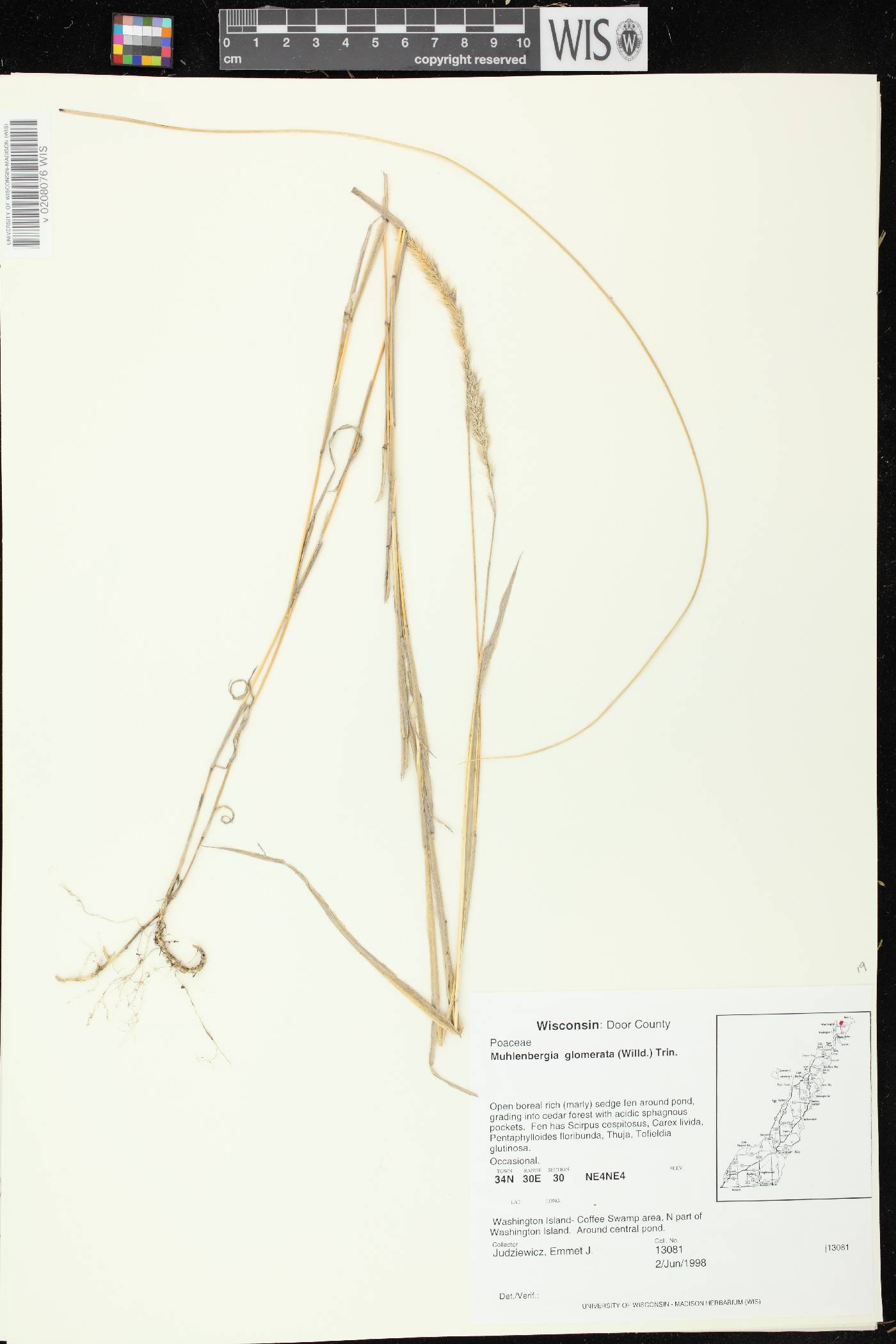 Muhlenbergia glomerata image