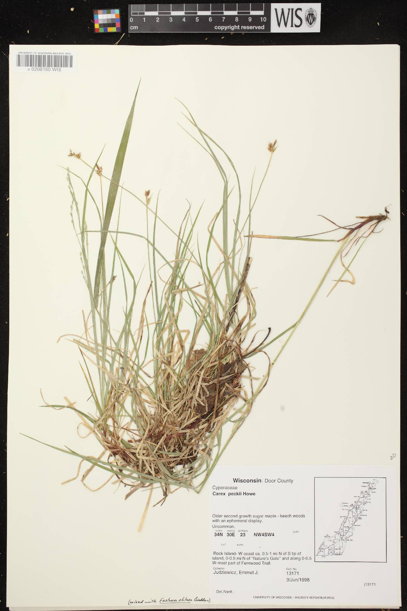 Carex peckii image