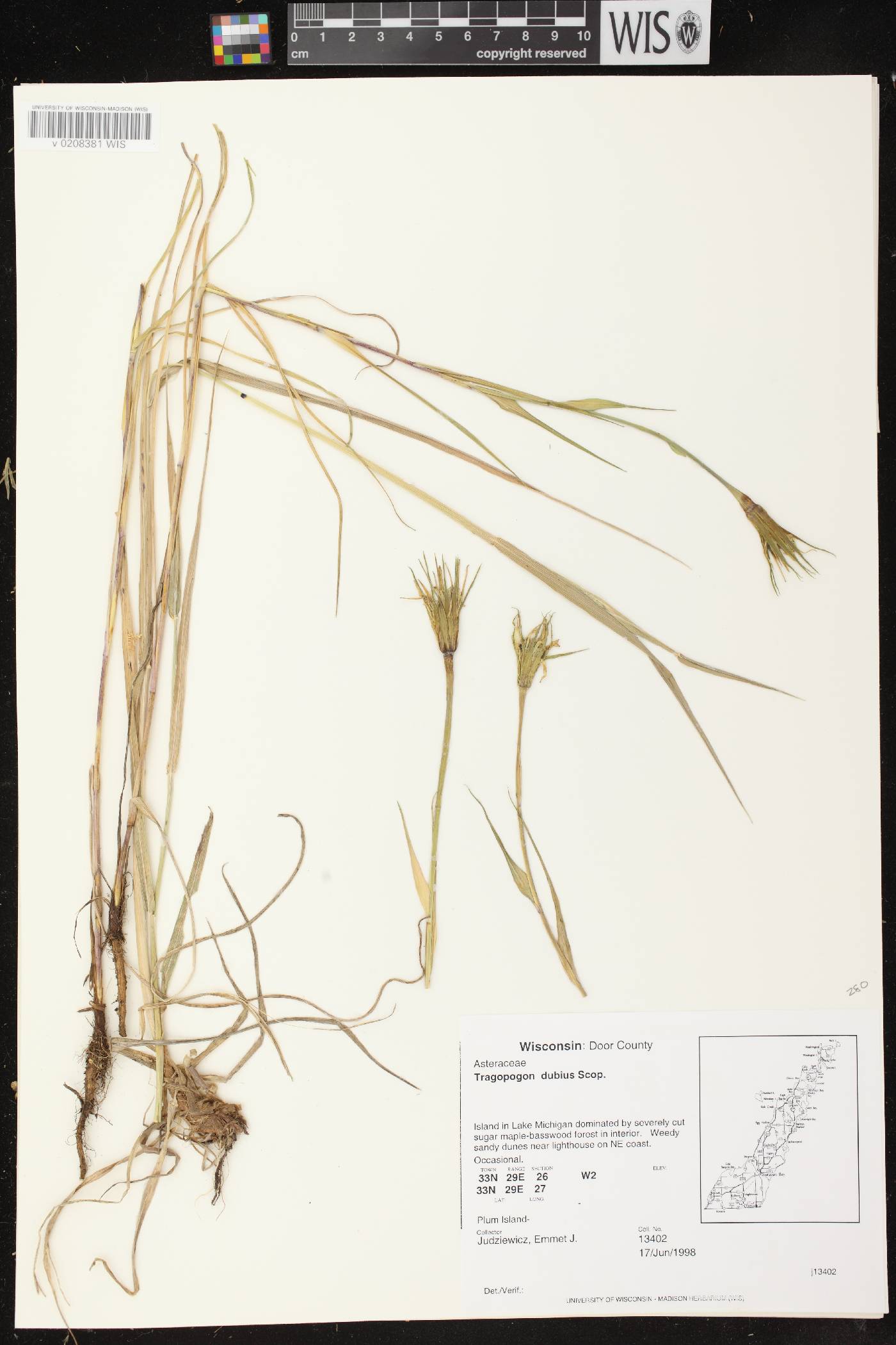 Tragopogon dubius image