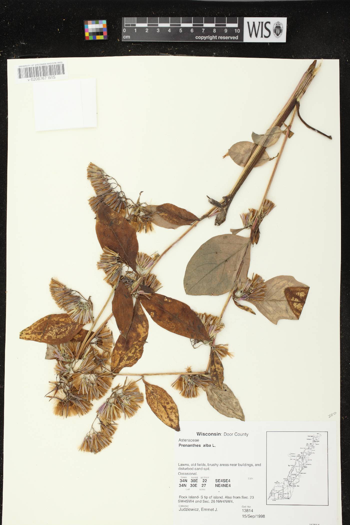 Prenanthes alba image