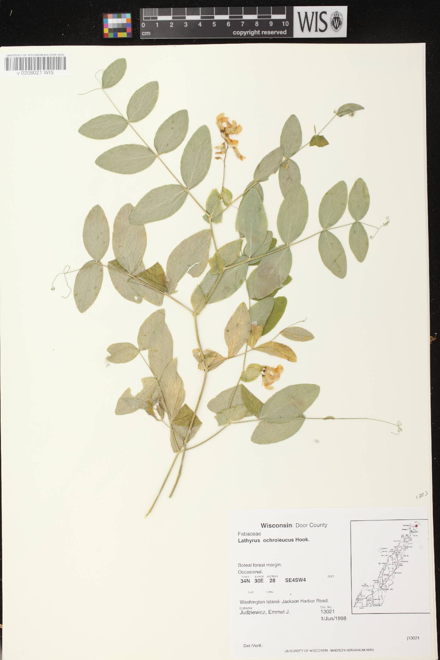 Lathyrus ochroleucus image