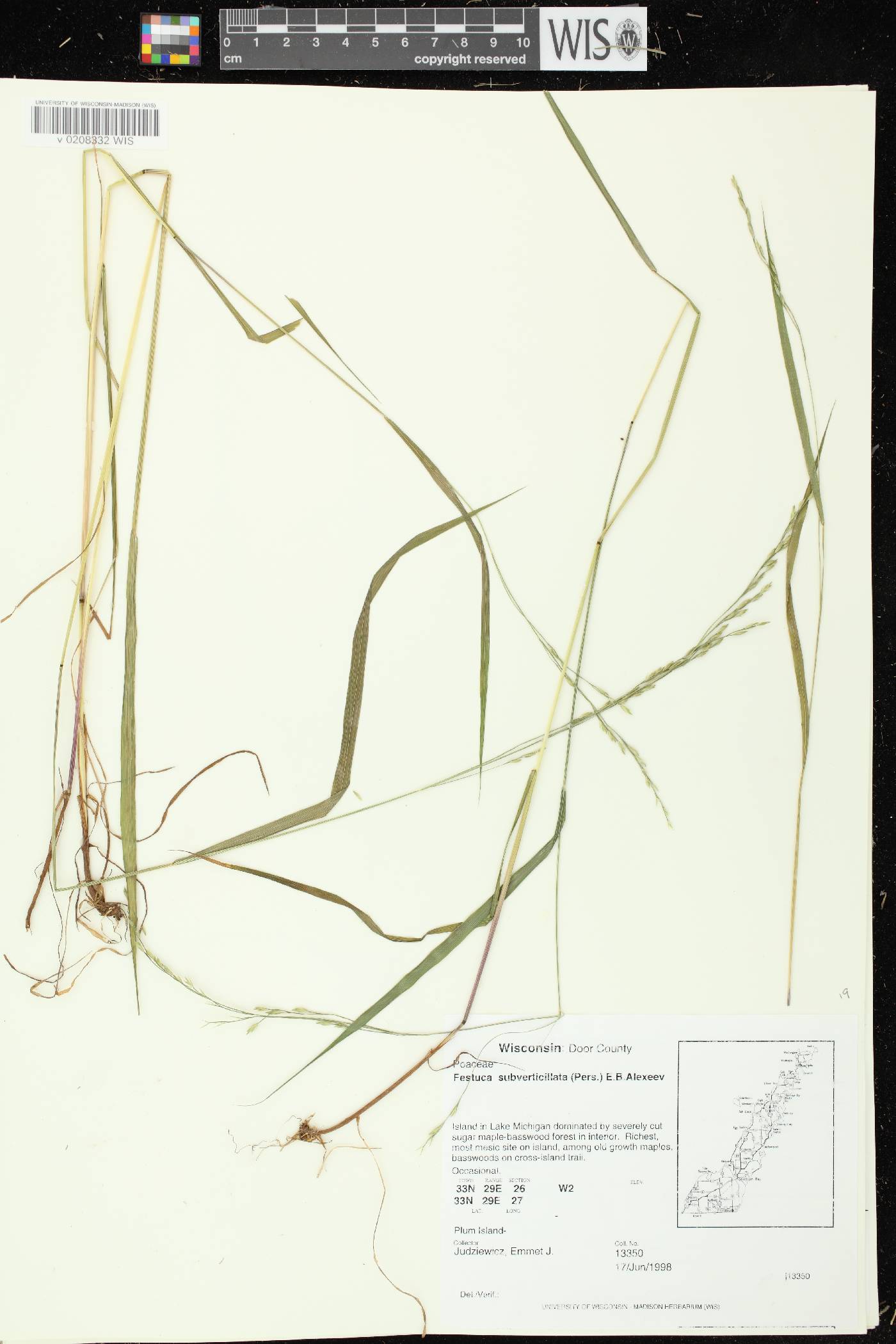 Festuca subverticillata image
