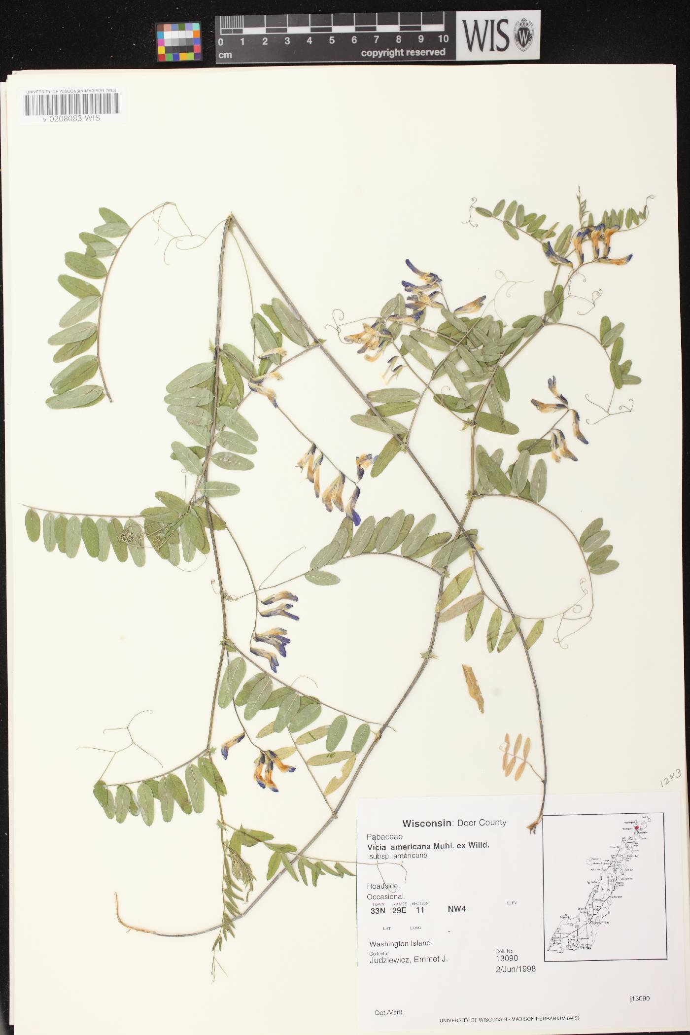 Vicia americana image