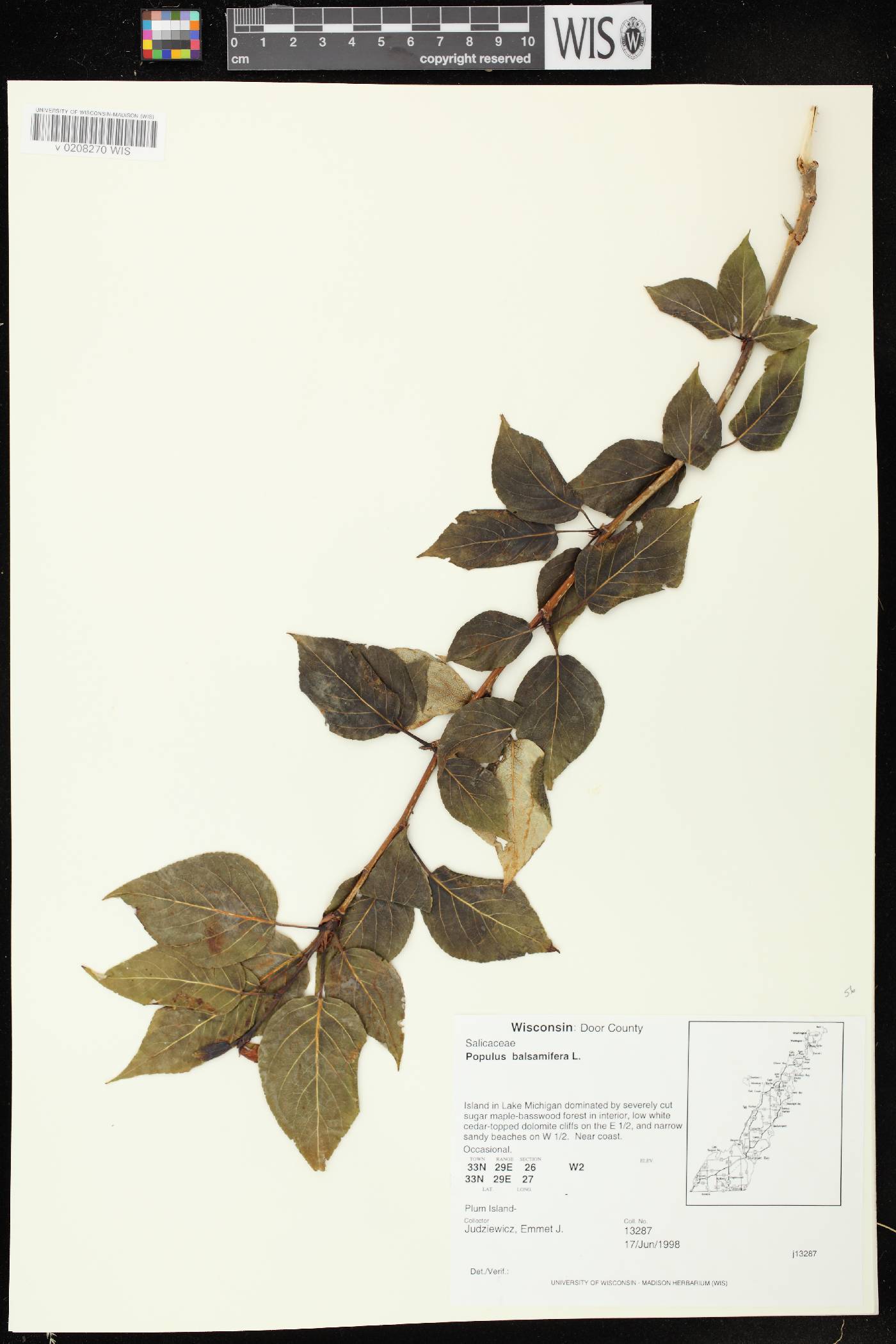 Populus balsamifera image
