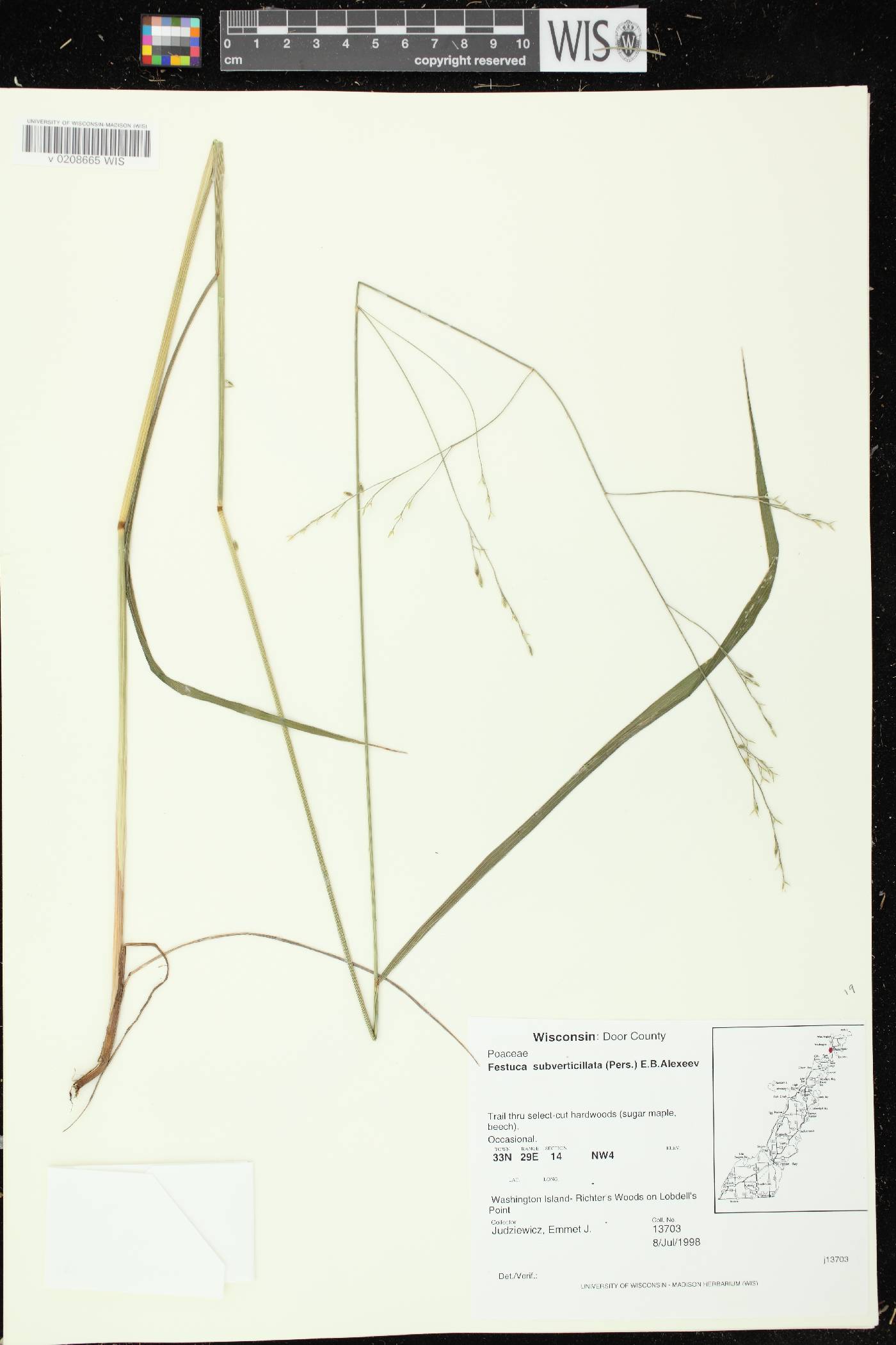 Festuca subverticillata image