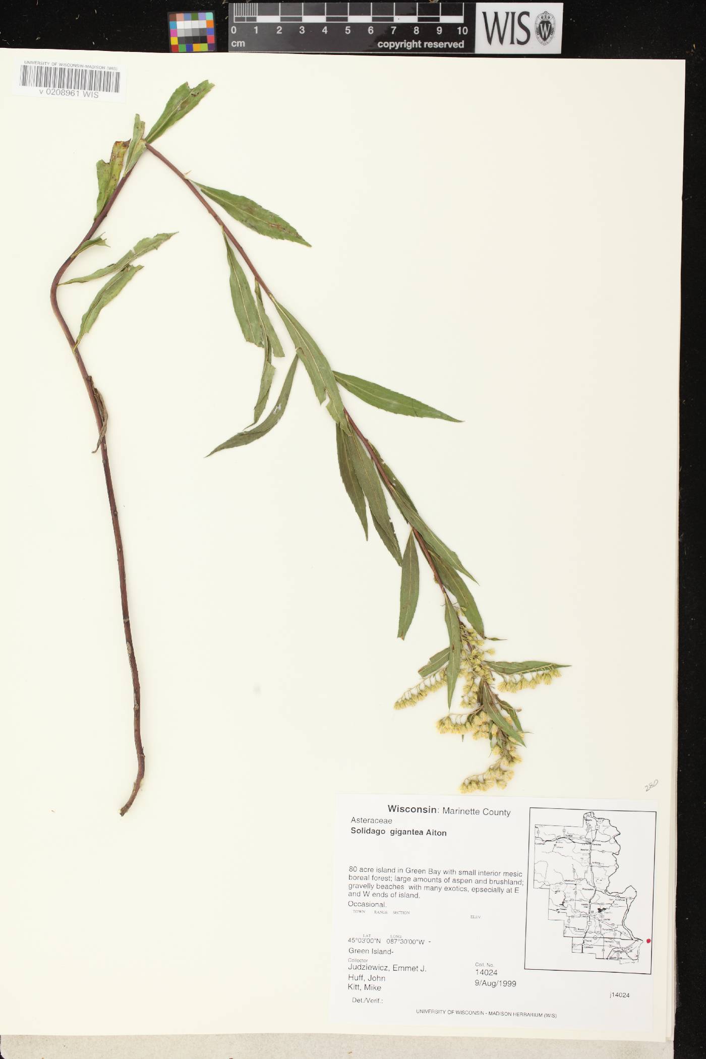 Solidago gigantea image