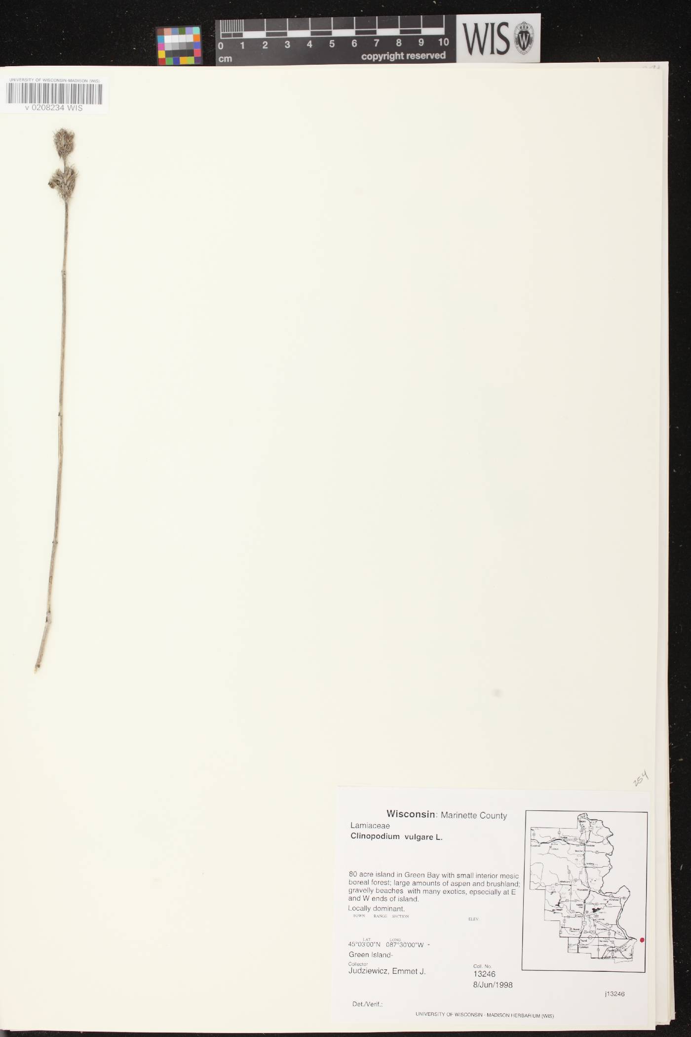 Clinopodium vulgare image