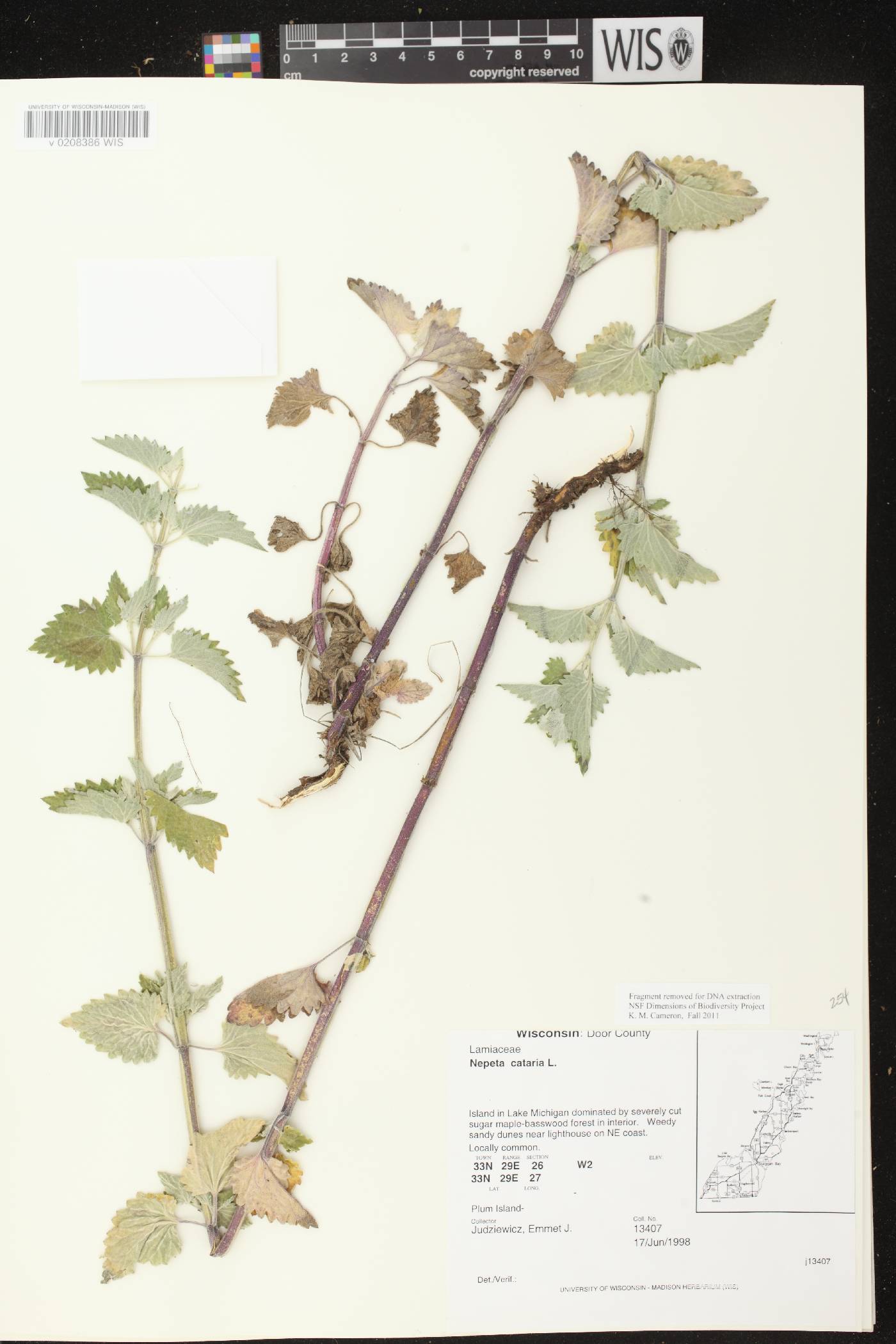 Nepeta cataria image