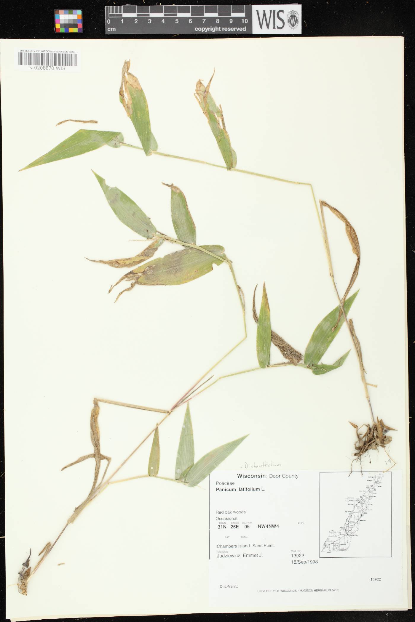 Dichanthelium latifolium image