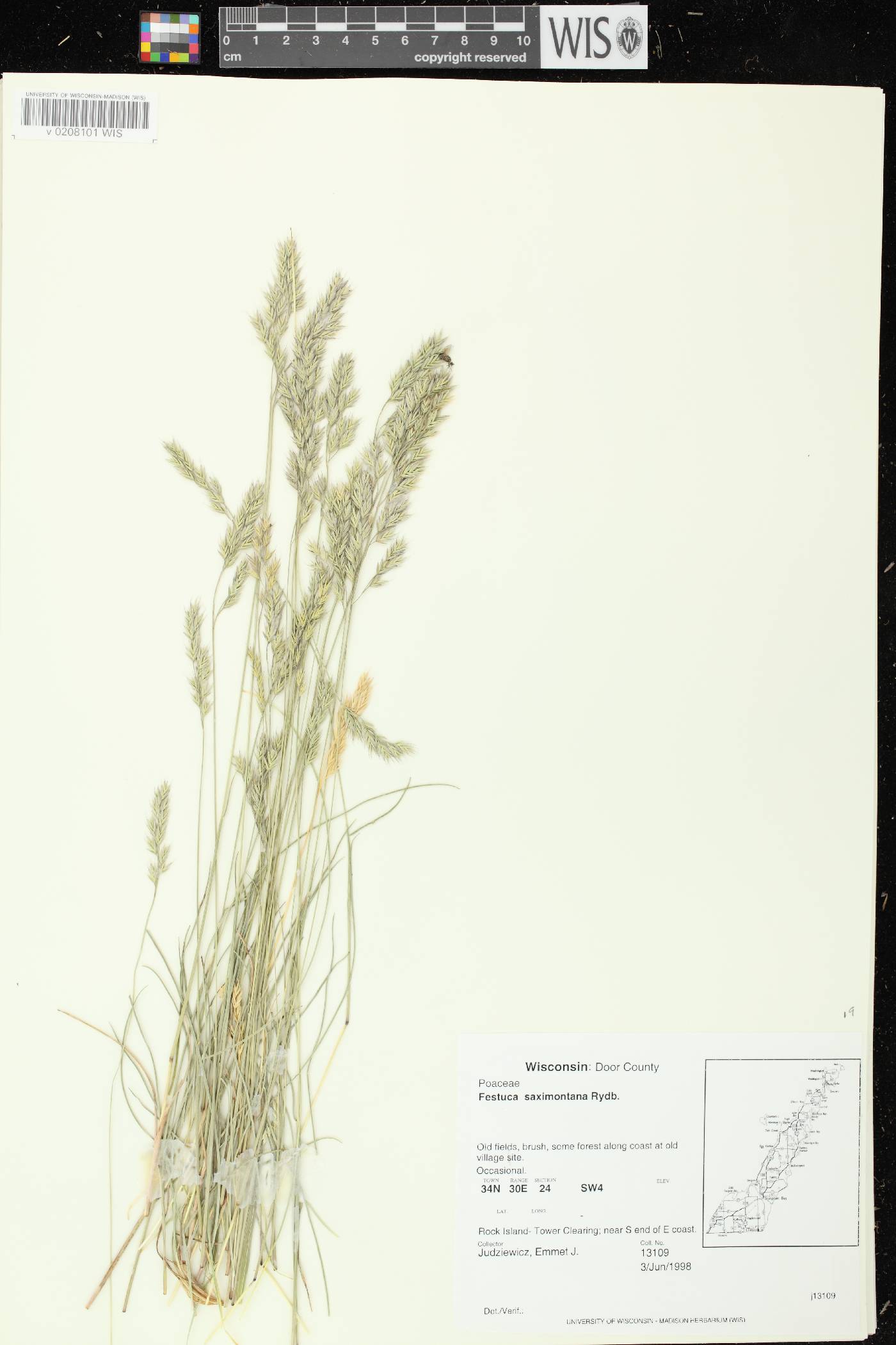 Festuca saximontana subsp. saximontana image