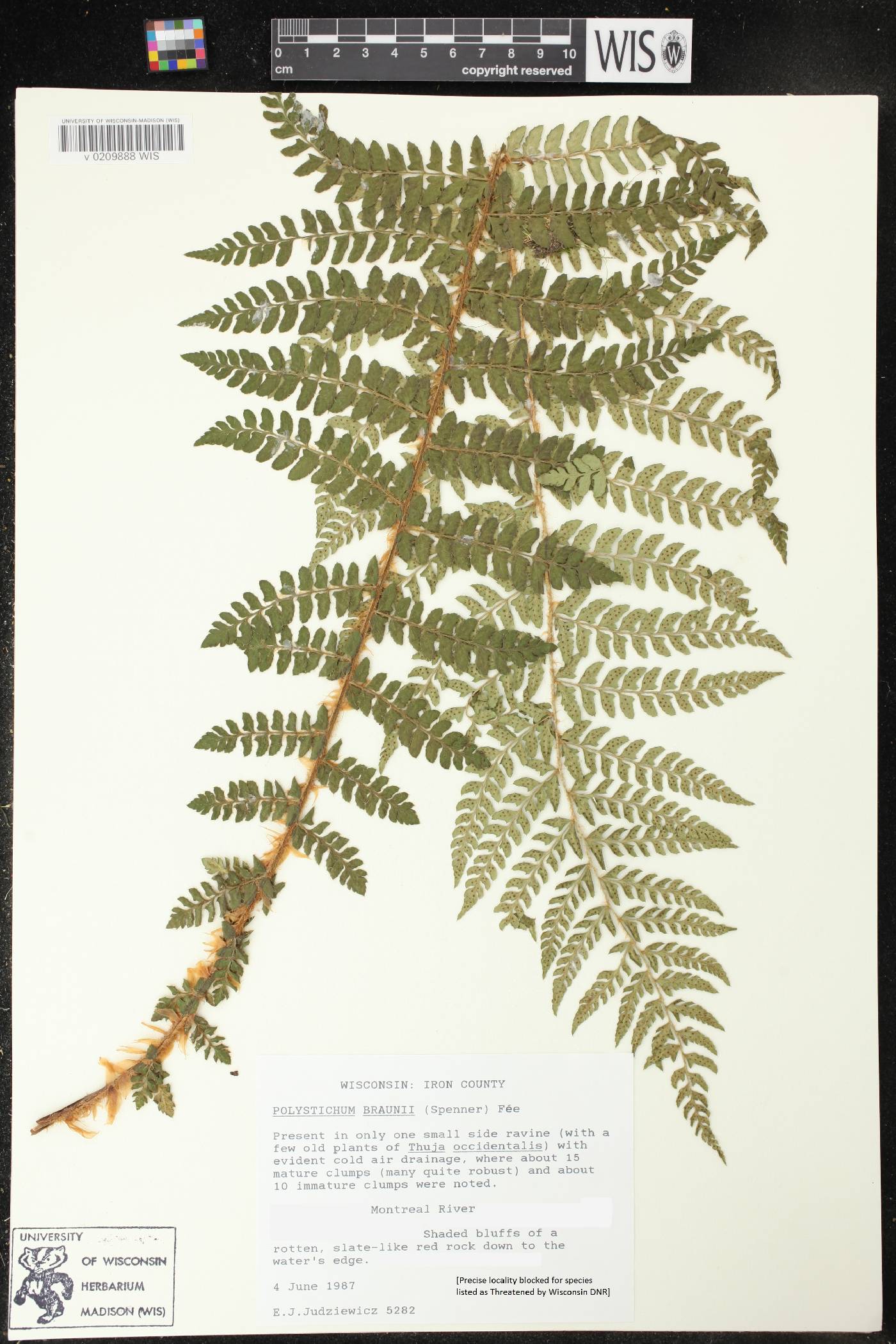 Polystichum braunii image