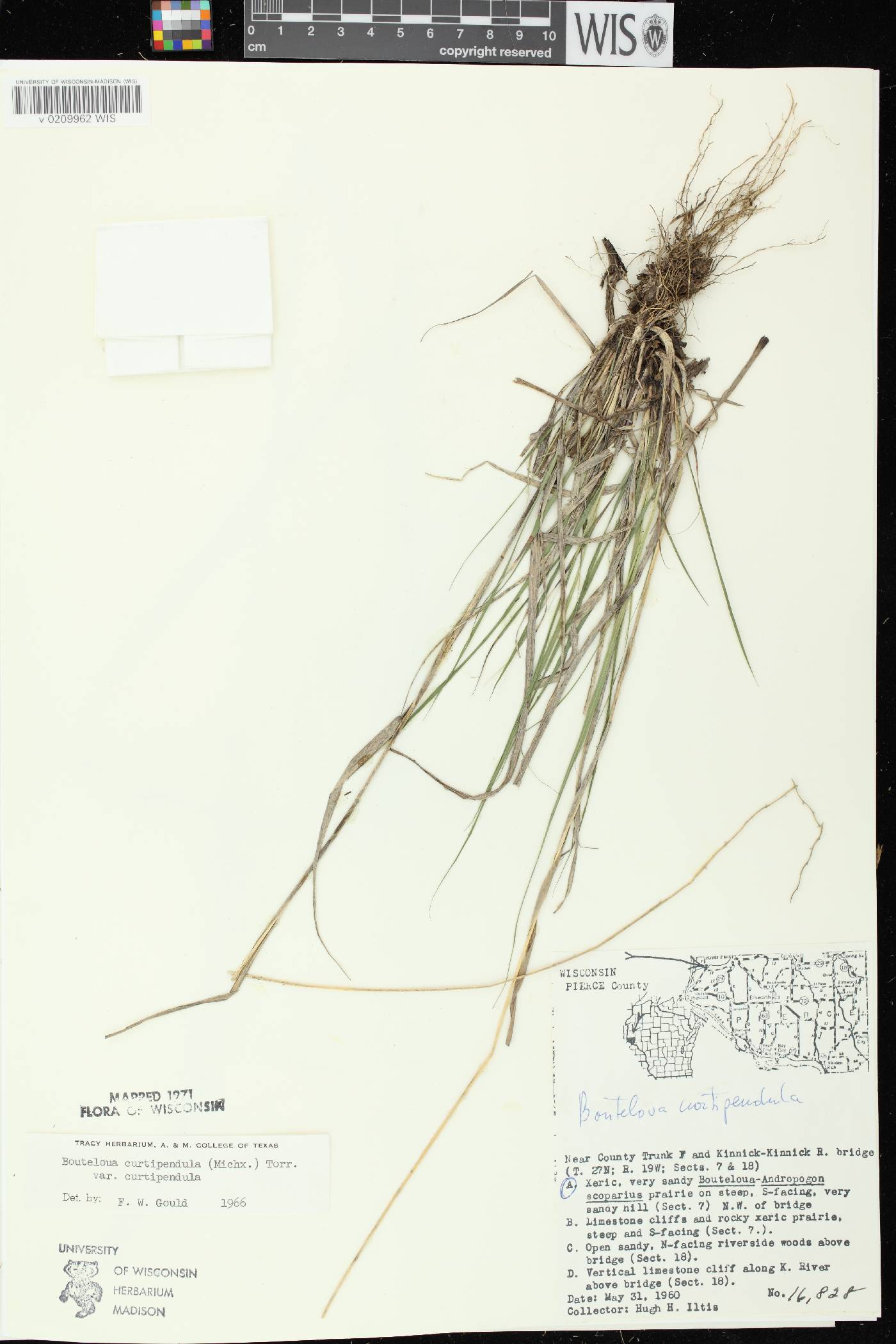 Bouteloua curtipendula image