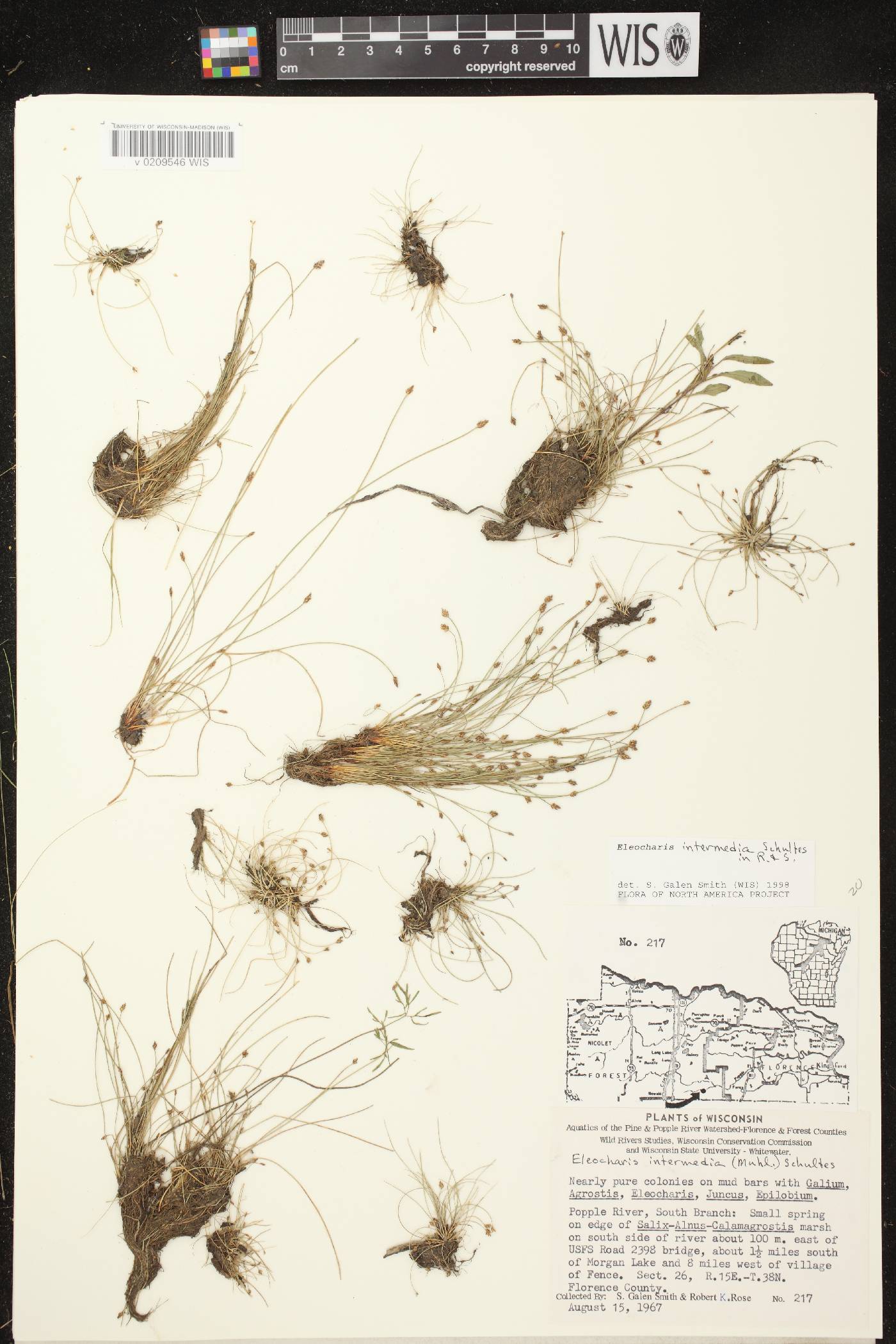 Eleocharis intermedia image