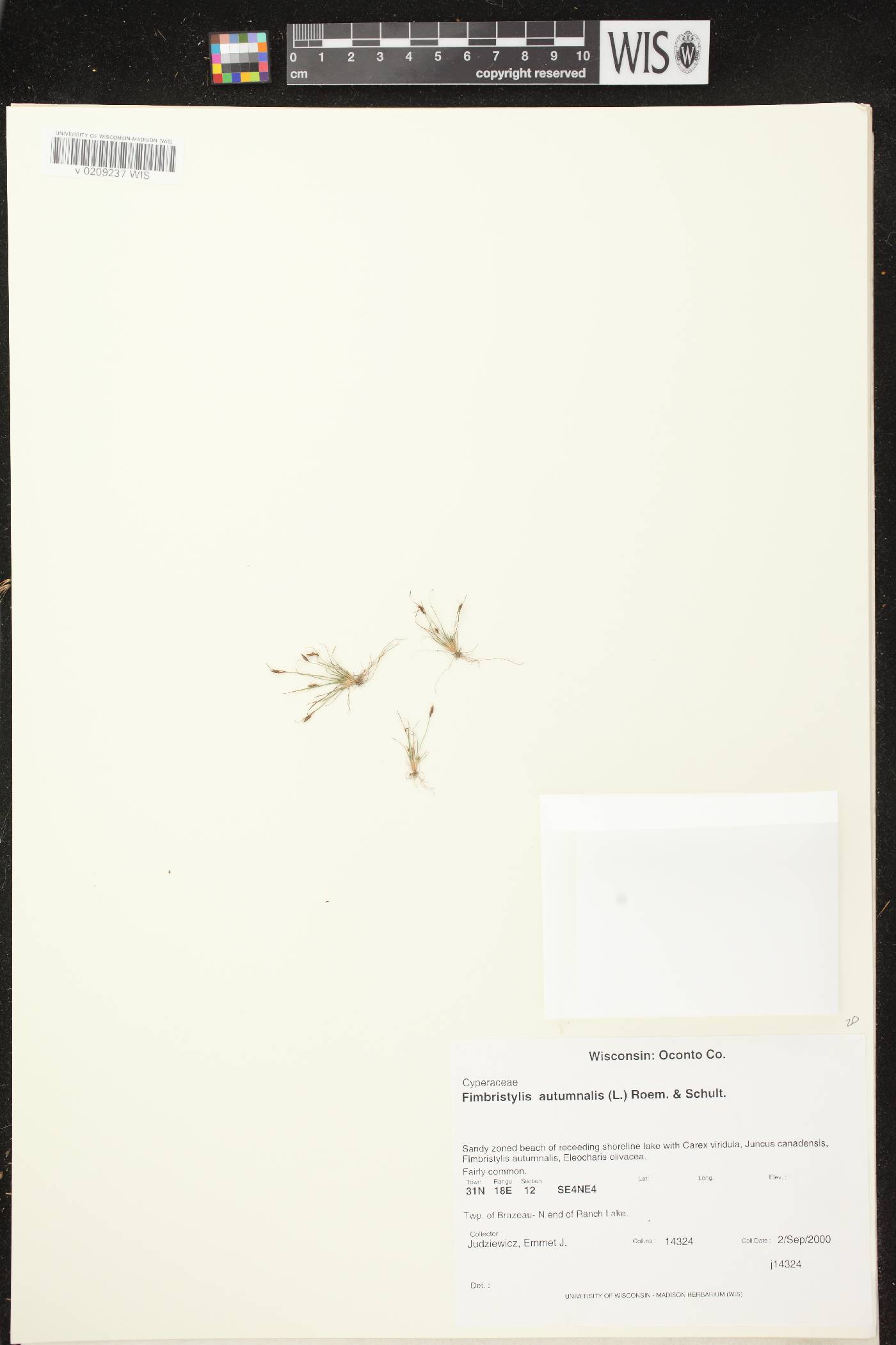 Fimbristylis autumnalis image