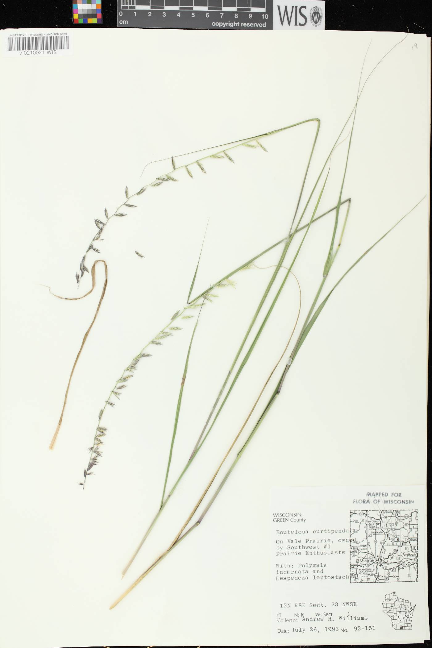 Bouteloua curtipendula image