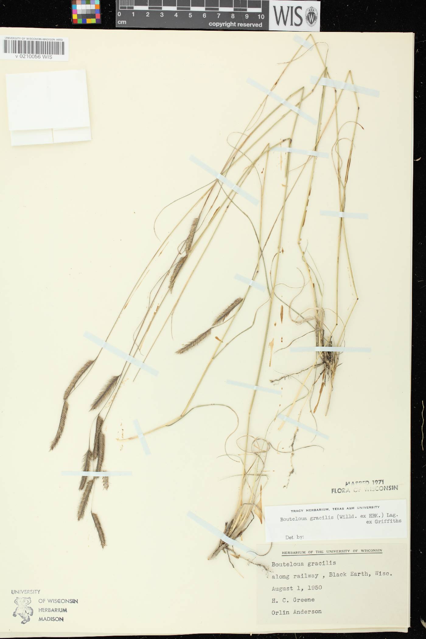Bouteloua gracilis image
