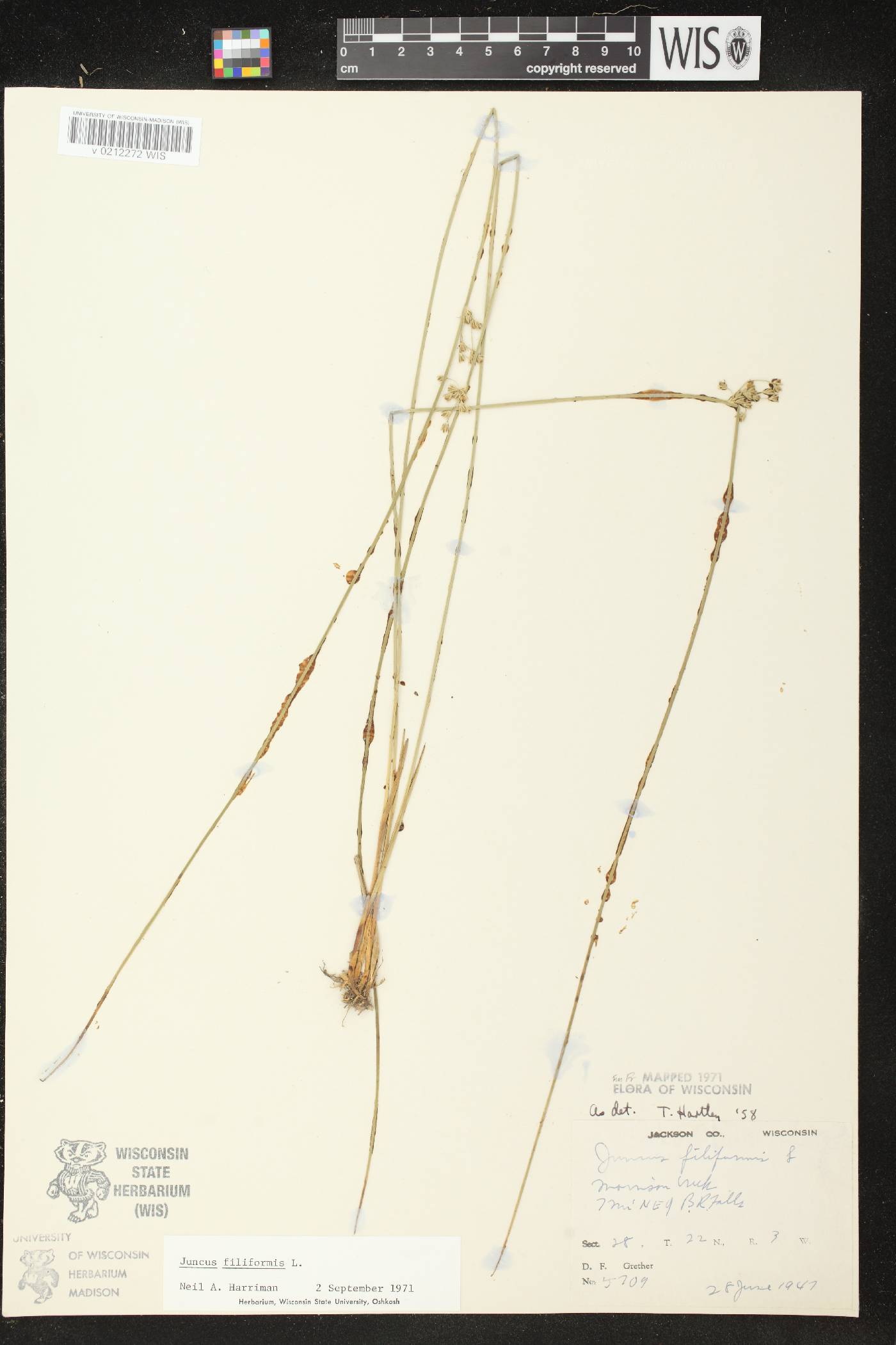 Juncus filiformis image