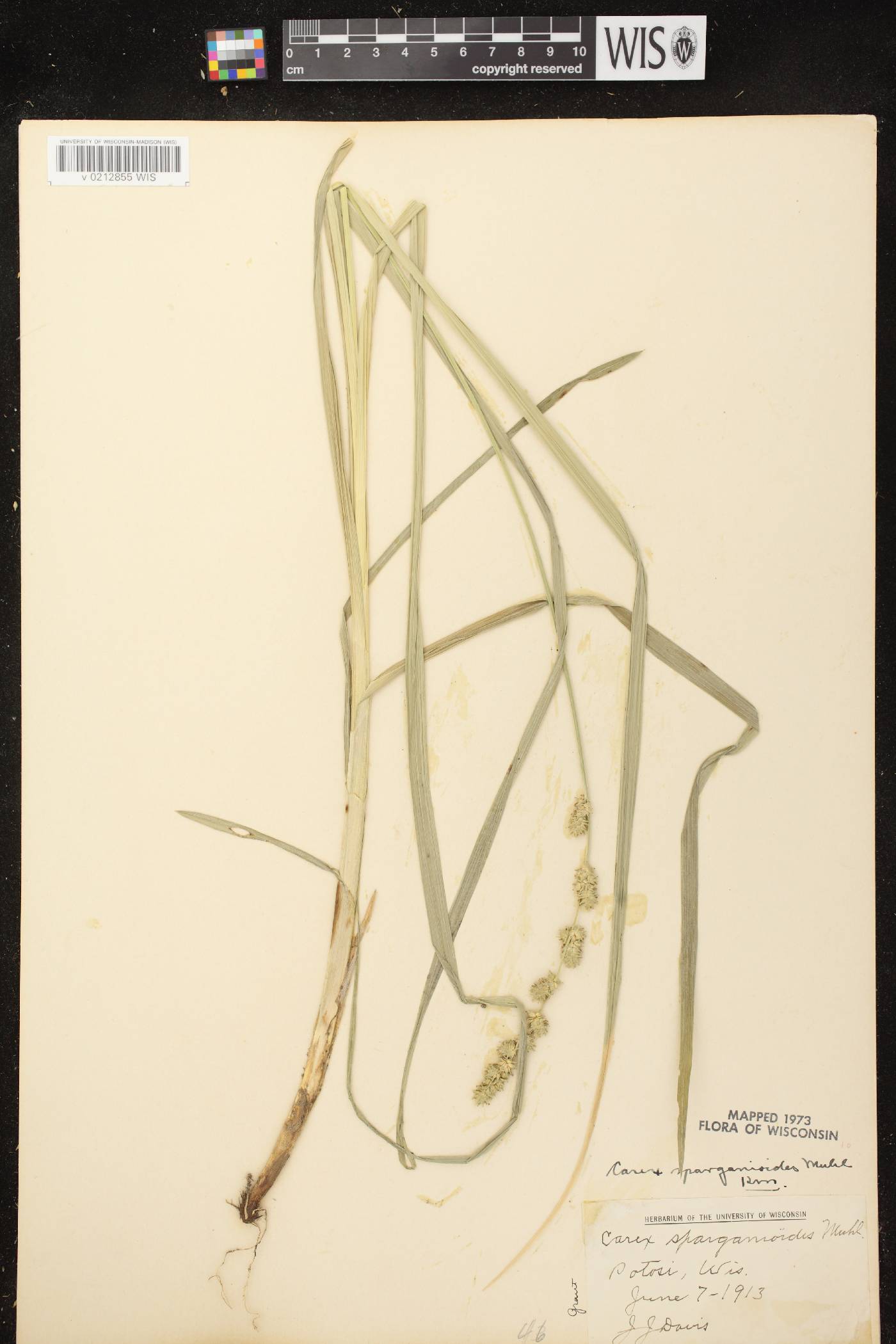 Carex sparganioides image