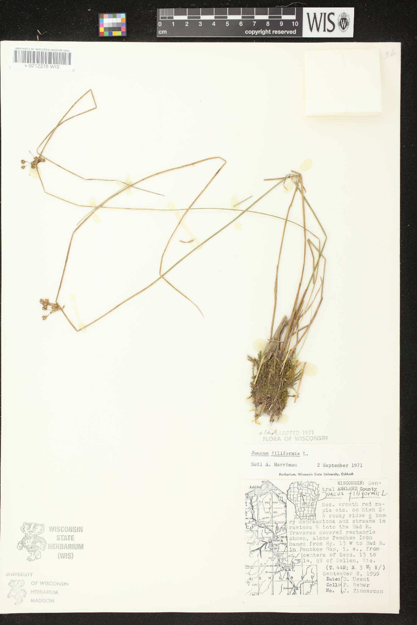 Juncus filiformis image