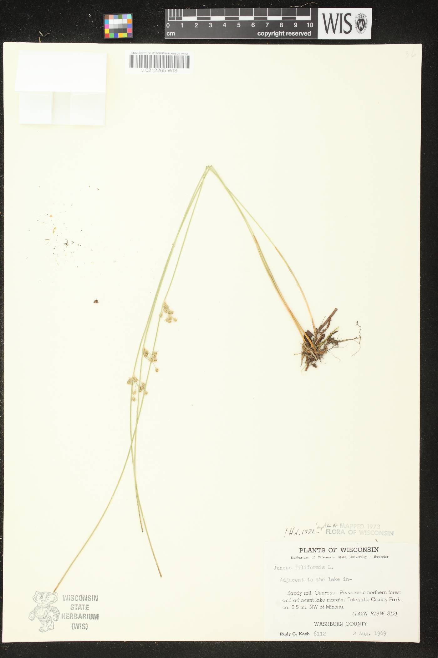 Juncus filiformis image